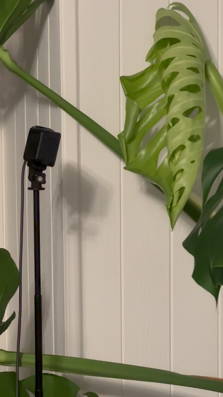 #Monstera Deliciosa is ready for her close-up. I bought this plant from @thesill in NYC ca. 2018 when it was only 12ā tall w two leaves and they died all the way back. Here we are and sheās as tall as me. Sheās also turned Dave into a #plantdaddy lol. šš«¶ he has been so pumped about setting up a Timelapse on the latest leaf unfurling. Itās the best. Plants are the best.