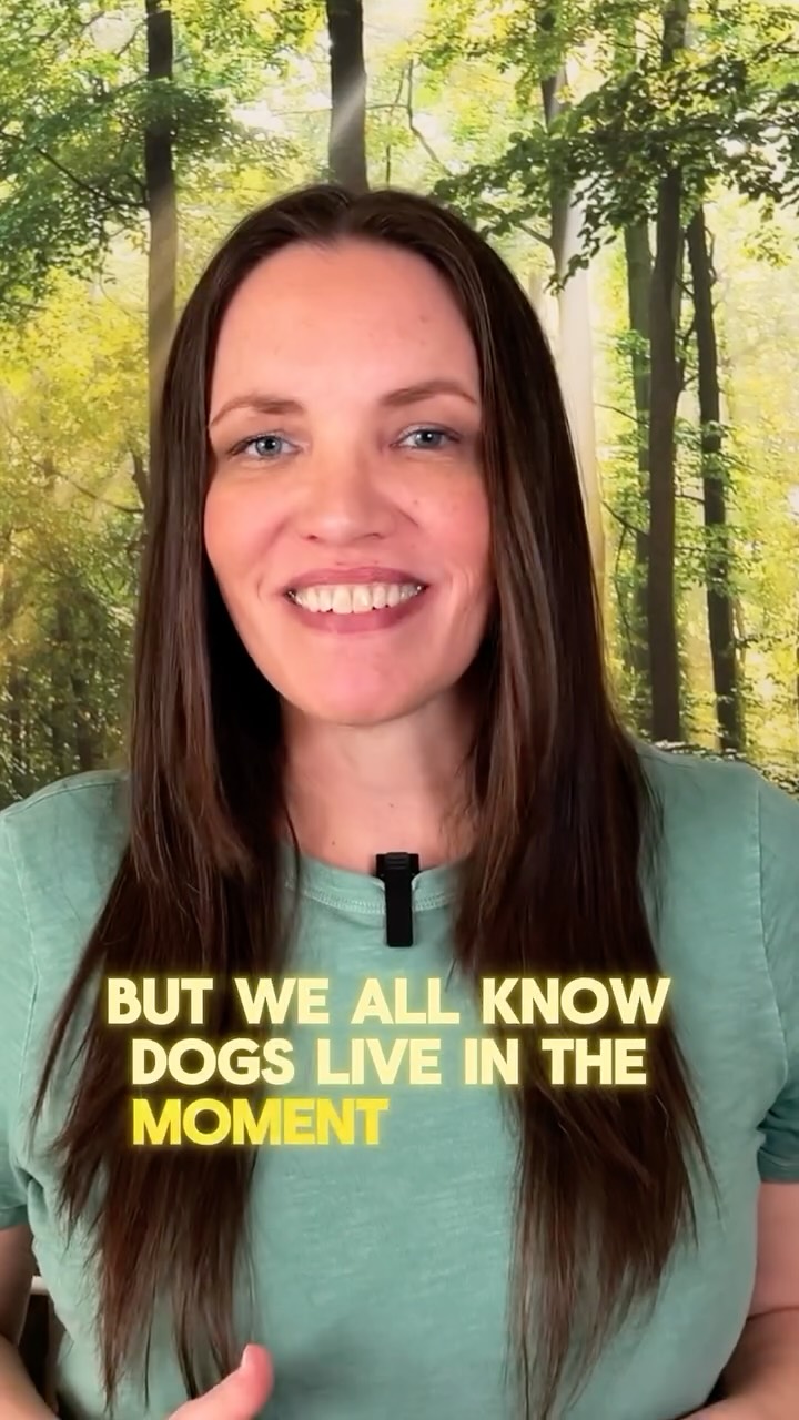 Some of the most meaningful moments are often the ones in motion 🐕
Check out the full video on YouTube here: https://youtu.be/2PC_iT9ciHI?si=EfvqwB30SPcSWSyL
Or head to the channel link in bio 📺
#filmyourdog #dogowners #dogparents #dogs