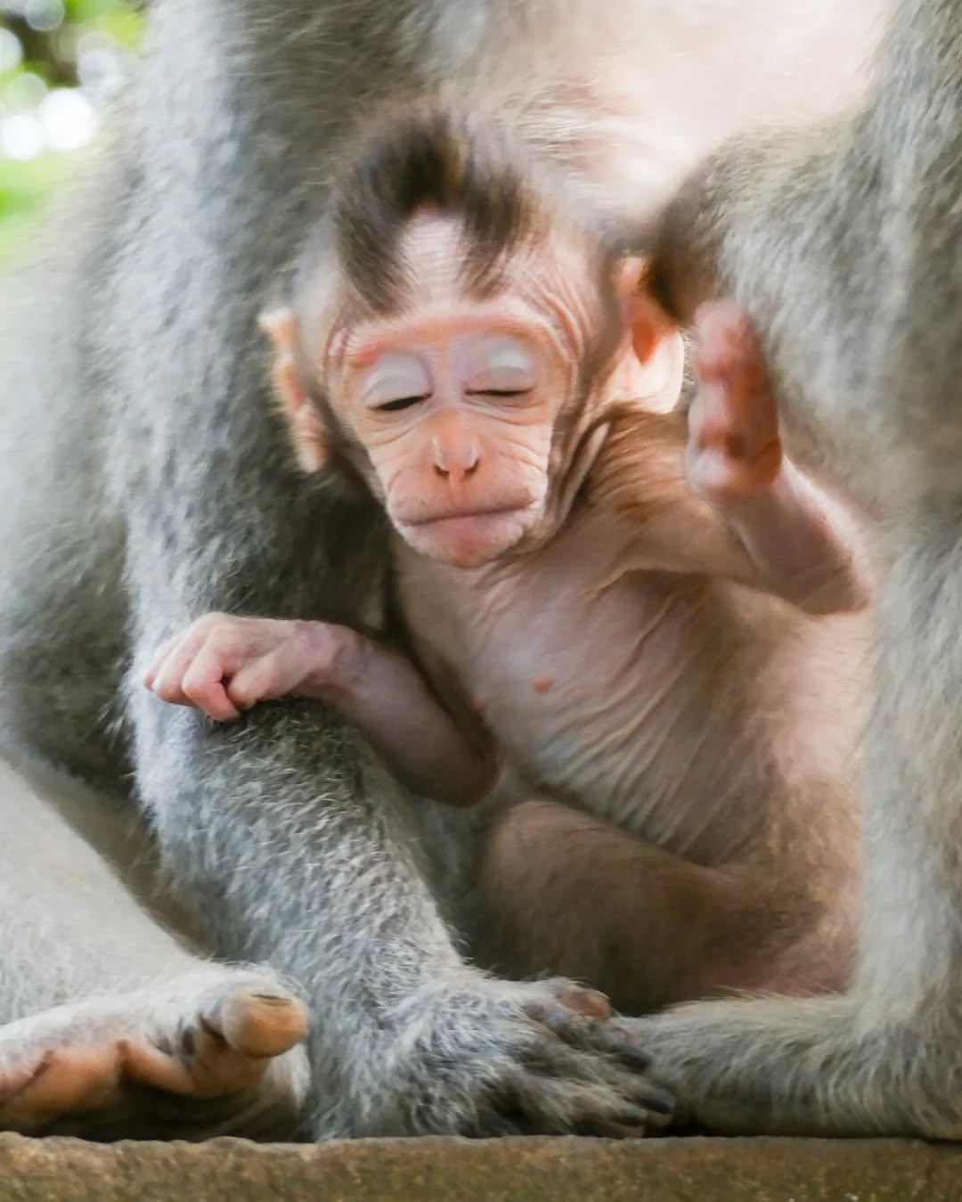 La vida apenas comienza 💚🐒