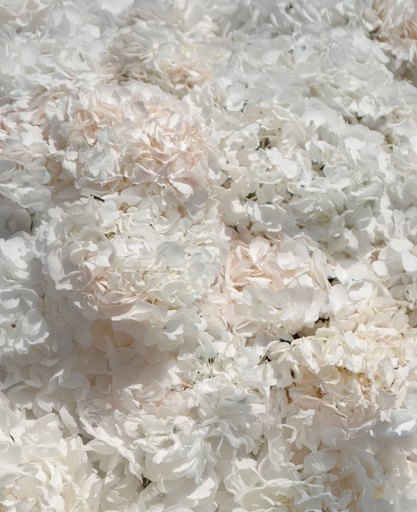 It’s the szn of hydrangeas