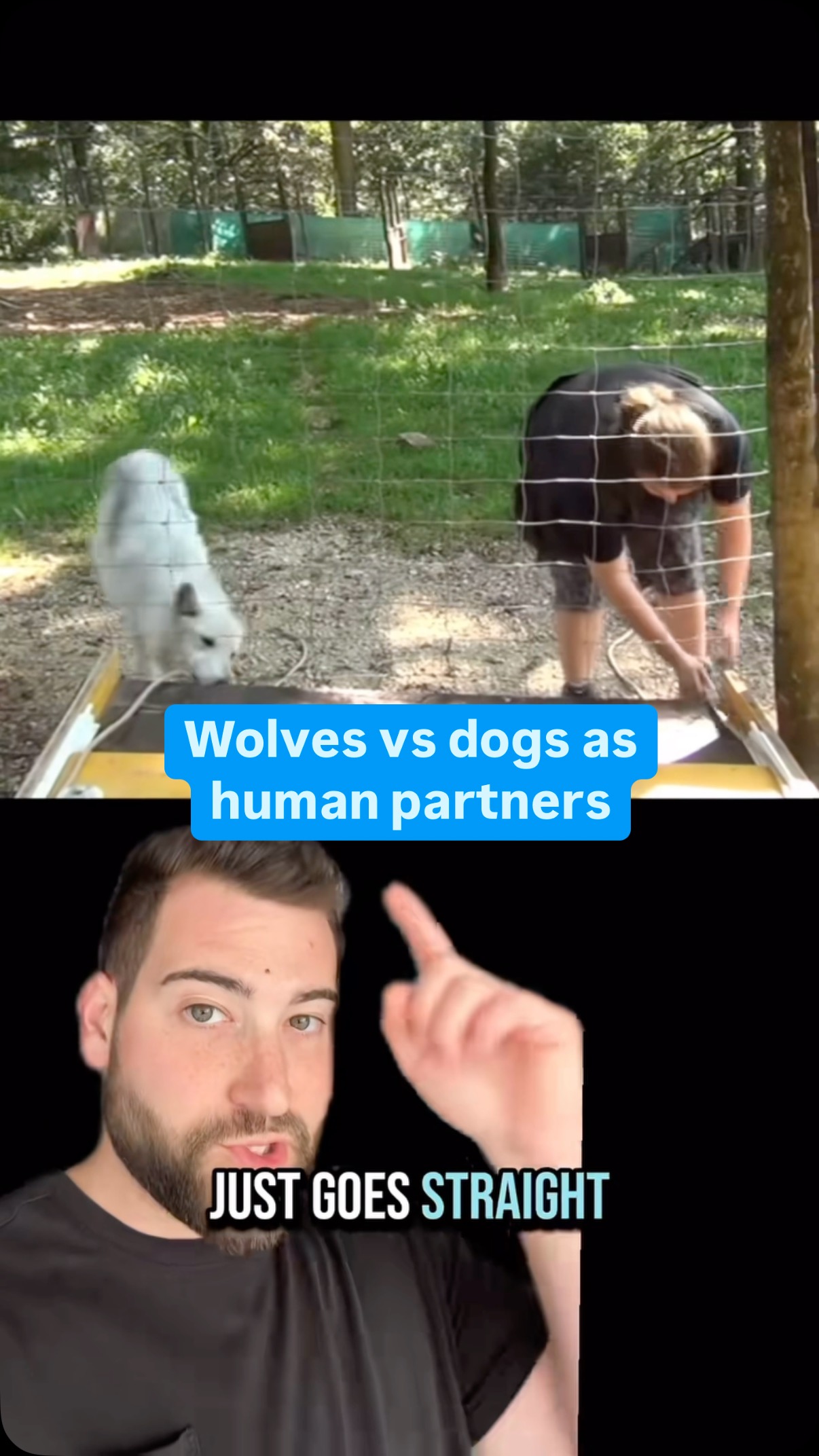 Dogs vs. wolves: who is truly man’s best friend?
In this study (Range et al., Sci Rep, 2019), it was found that both dogs and wolves could cooperate with humans, but wolves were actually slightly more effective at the task. It turns out, this was because dogs tended to let humans lead the way, while wolves were more likely to initiate. The researchers proposed that this is because humans have selected for dogs that are deferential, over numerous generations of domestication, thereby altering their behavior.
#dogs #wolves #science