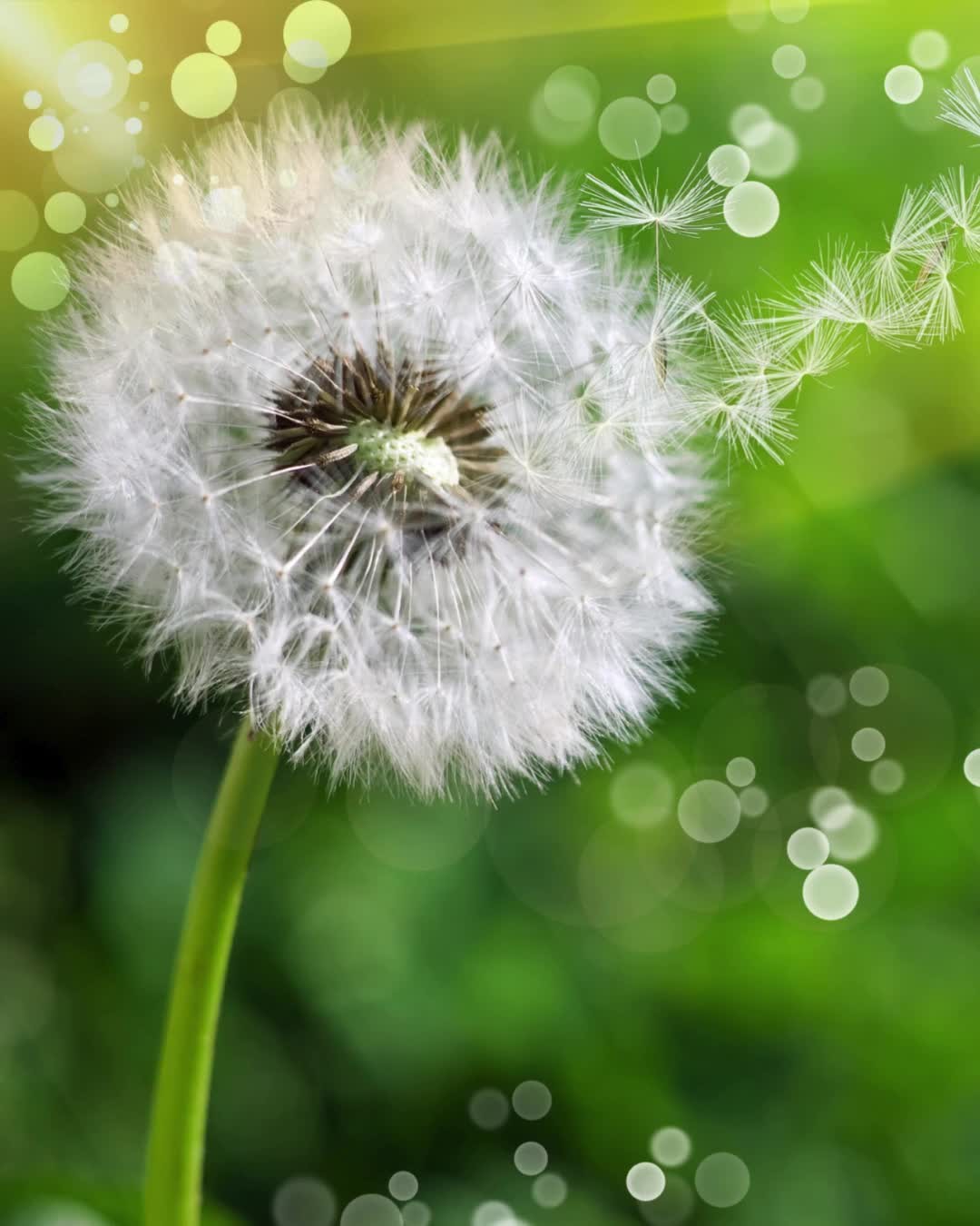 Today we welcome the longest day of the year—a turning point where the sun stands still in full, warm, yang brilliance before slowly beginning its quiet return to yin.
There’s something about the summer solstice that invites us to pause. To soak up light. To open a little more. To breathe deeply into the warmth and spaciousness that this season offers.
In Traditional Chinese Medicine, summer is the season of the Heart and the Fire element. It’s a time of outward expression, connection, joy, and vitality. Just like nature flourishes in full bloom, we too are invited to open, move, love, and laugh.
Wherever you find yourself today—working, resting, playing—I hope you feel held by the rhythm of the season. May these bright days bring you connection, clarity, and a little extra joy.
I’m so grateful to walk alongside you through every season.
Wishing you a beautiful solstice and a summer full of moments that light you up from the inside.
#SummerSolstice #HeartFullLiving #SeasonalRhythms #LightAndJoy #PresenceAndWarmth #SolsticeBlessings #HelloSummer #SlowLiving