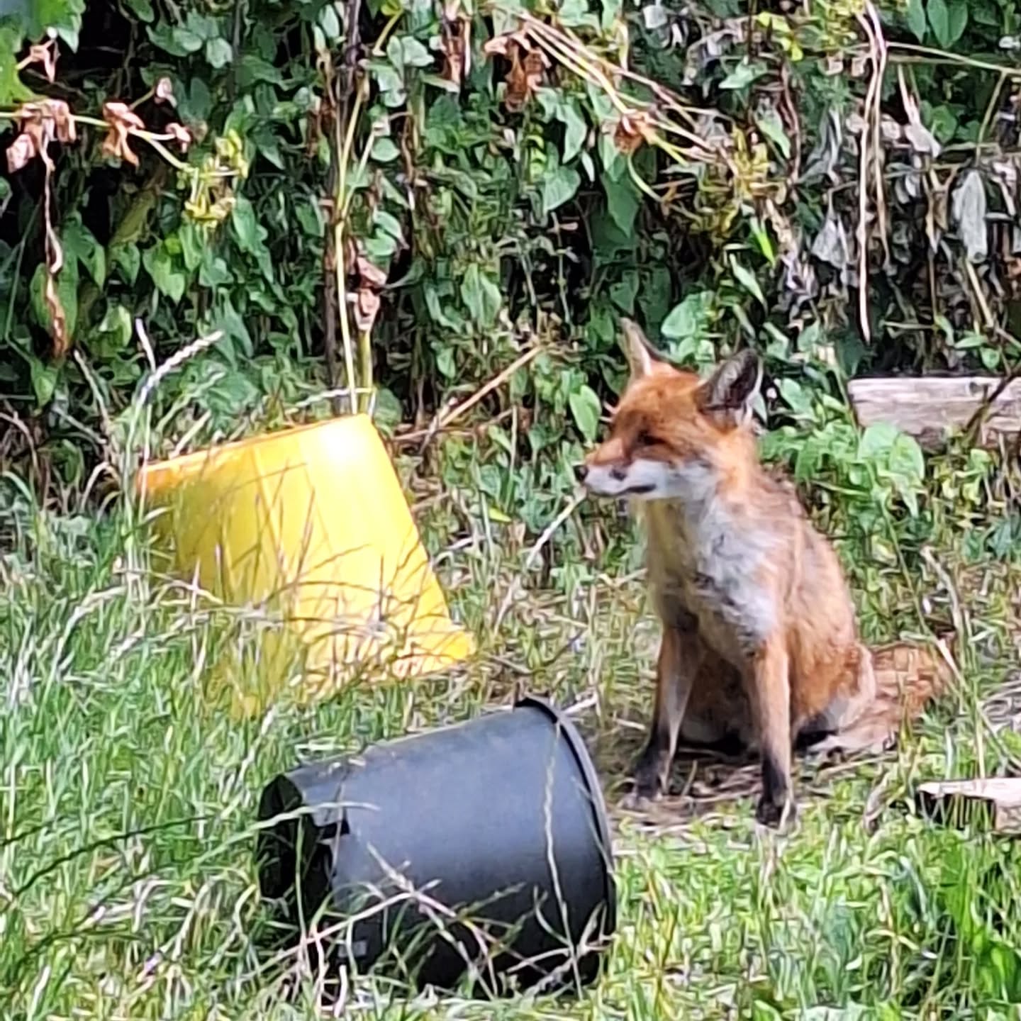 Y6 are coming to the end of their time with me - 7 years of mud, sticks, fires and choice.
We've had a feast and talked about belonging. I gave them a challenge to find what doesn't belong.
The fox has been hanging out - probably has his eye on the cake...
#outdoorlearning #endings #endofprimary #playoutside