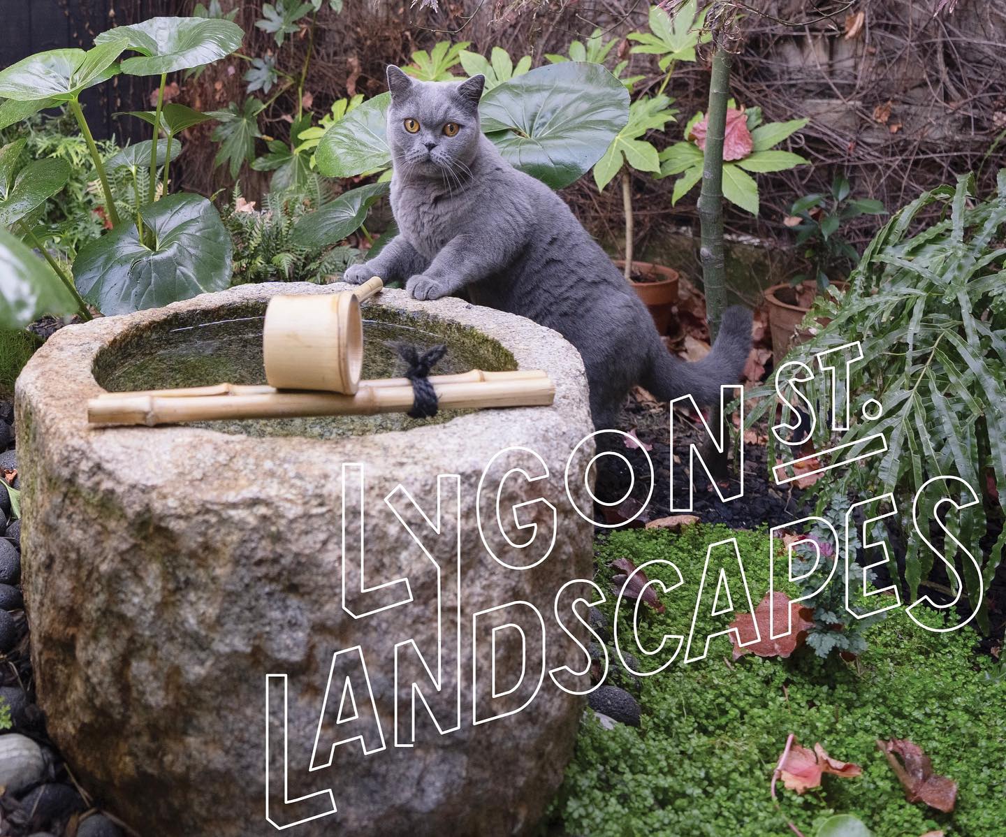 Message from Enid 🐈⬛ Lygon St Landscapes have some availability to take on new landscape design & construction jobs to be built in the latter half of the year.
Book a design consultation via our website today to get your design started.
📸 @ishmael.martinnn
🐈⬛ @michellemackintosh