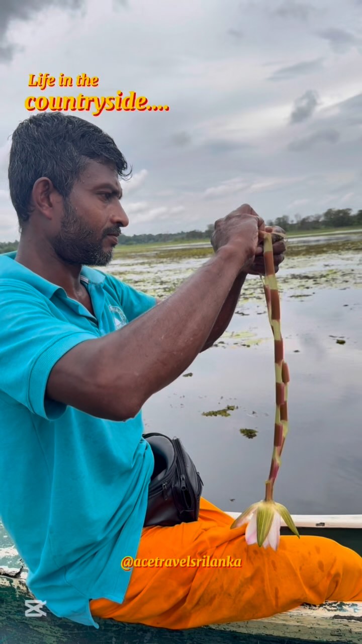 This is Sri Lanka’s countryside!
Muddy paths, catamaran rides, village walks…
The kind of simplicity that stays with you. 🌾✨
#acediaries #acetravelsrilanka #srilanka #srilankatravel #srilankadmc #slowtravel