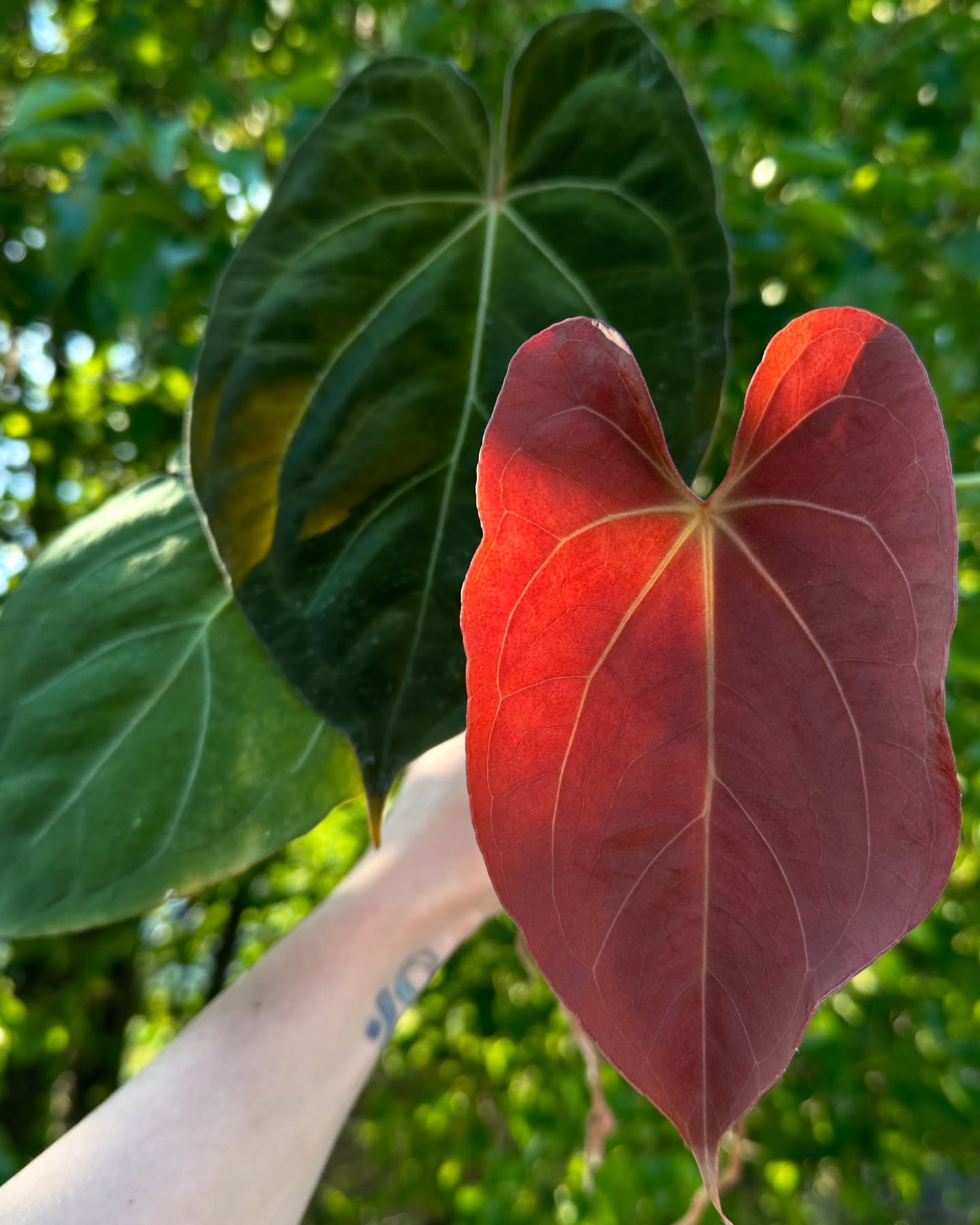 Anthurium ‘Nightmare’
#anthuriumpapillilaminum #darkaesthetic #darkvelvet #velvet #velvetfoliage #aroidsofinstagram #aroidmania #aroidaddict #houseplants #tropicalplants