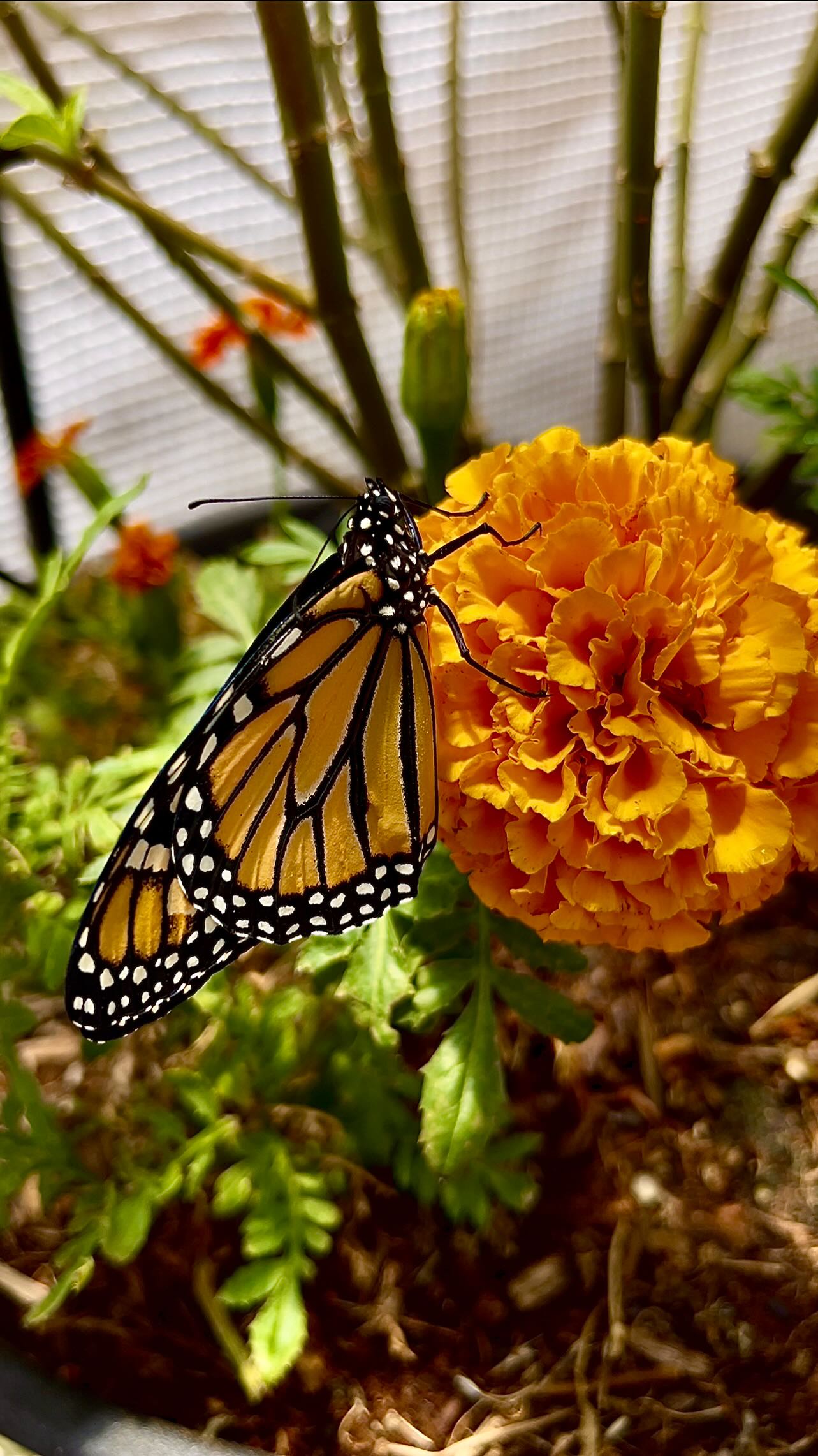 Yesterday we had 9… and today we woke up to 20! 😍 Watching these beauties emerge never gets old. Monarch magic is in full swing here at the sanctuary! 💛🧡🖤
Want to experience this transformation up close? 🫶
🌿 Shop our caterpillar kits and join the magic at Blackborg.org
📦 Perfect for families, classrooms, or your own little pollinator paradise!
#MonarchButterfly #ButterflySanctuary #Blackborg #ButterflyMagic #ButterflyLifeCycle #NatureLovers #PollinatorGarden #ButterflyEmergence #RaisingButterflies #BackyardButterflies