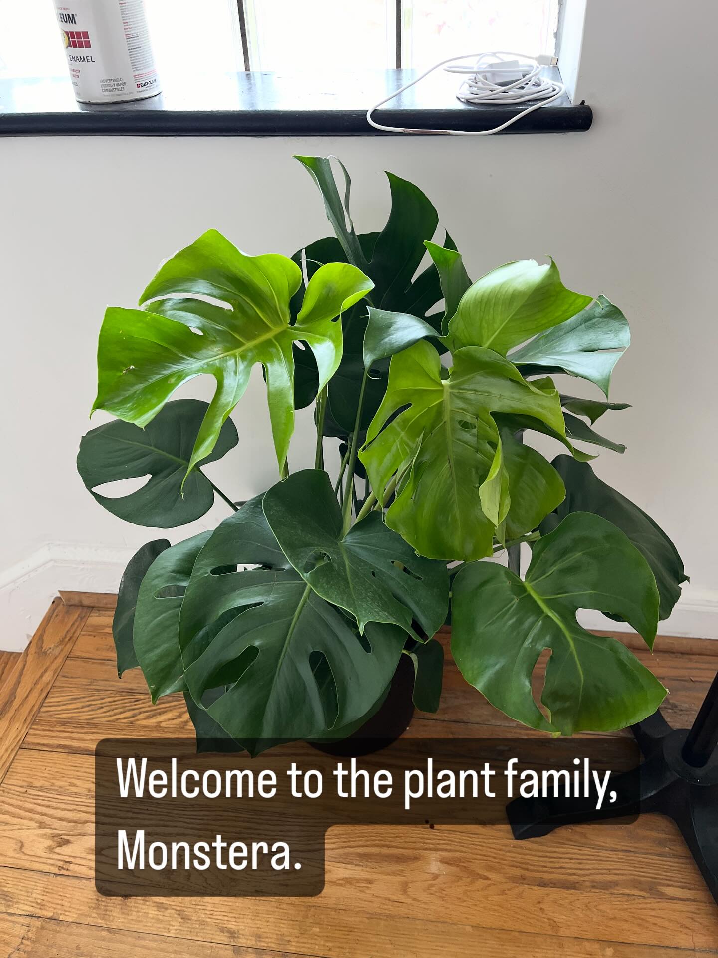 #plants #monstera #houseplants #gardening #planting #greenthumb #tropical