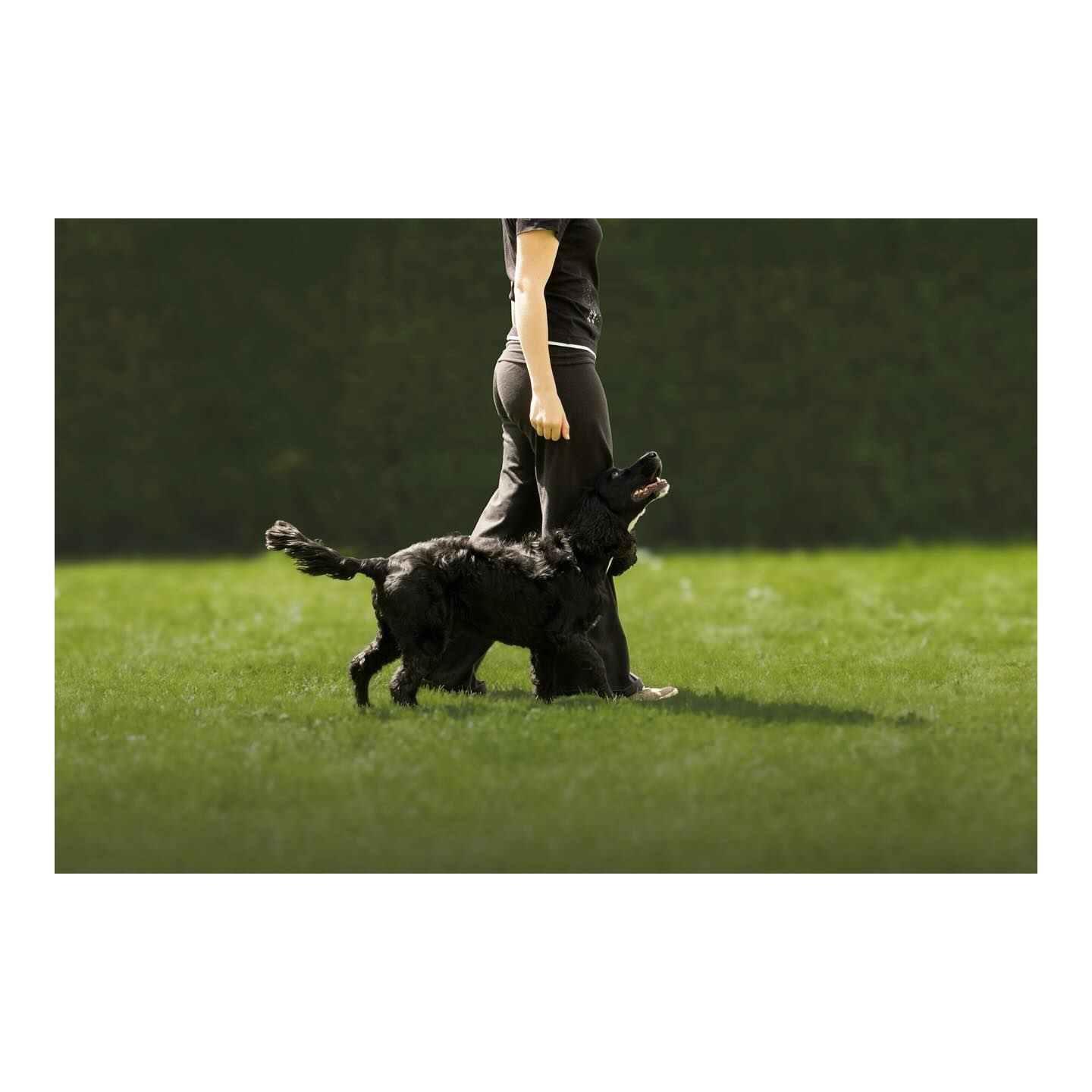 Heelwork 2
Swipe to see the before!
#cockerspaniel #cockerspanielsofinstagram❤️ #instagram #canonphotography #canon #photography #dog