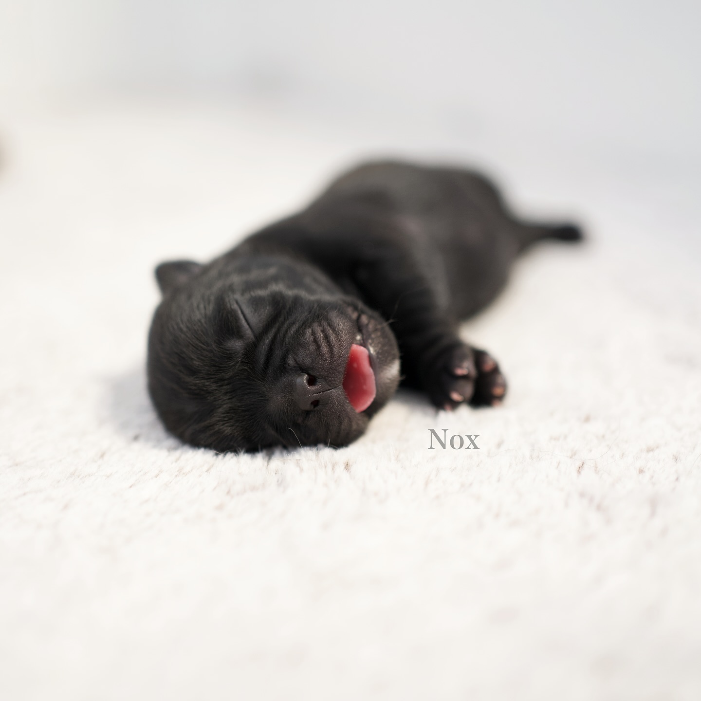 5/7 – NOX 🖤🌑
Geboren um 05:55 Uhr mit kräftigen 289g –
ein kleines Kraftpaket, das direkt gezeigt hat, was er liebt: Milch! 😍🥛
Mit vollem Einsatz schmatzt er sich zufrieden durchs Leben und füllt dabei stolz sein rundes Bäuchlein. Ein schwarzer Herzensbrecher mit einem Hauch weiss an der Brust.
Nox bedeutet “die Nacht” – so tief, samtig, geheimnisvoll… 🥰🥹 Aber auch voller Wärme und Leben. 🥰 Er ist nicht einfach nur süss – er ist pure Leidenschaft im Welpenkörper.
So ein kleiner Charmeur, der einen schon beim ersten Blick um den Finger wickelt. 💋😂🤪
Ich glaube, wer ihn mal an seiner Seite hat, wird sich jeden Tag über ihn freuen. Er bringt Herz, Hunger und richtig viel Liebe mit. 😜❤️
#AlphaBully #sportlichebulldogge #französischebulldoggen #bulldoggswithnoses #bullymitnase #healthyfrenchie #frenchiesofinstagram #sportlichefrenchies #nasenbär #retrofrenchie #französischebulldogge #französischebulldoggedeutschland #französischebulldoggeschweiz #bullysmitnase #frenchiebreeder #bulldoggezüchter