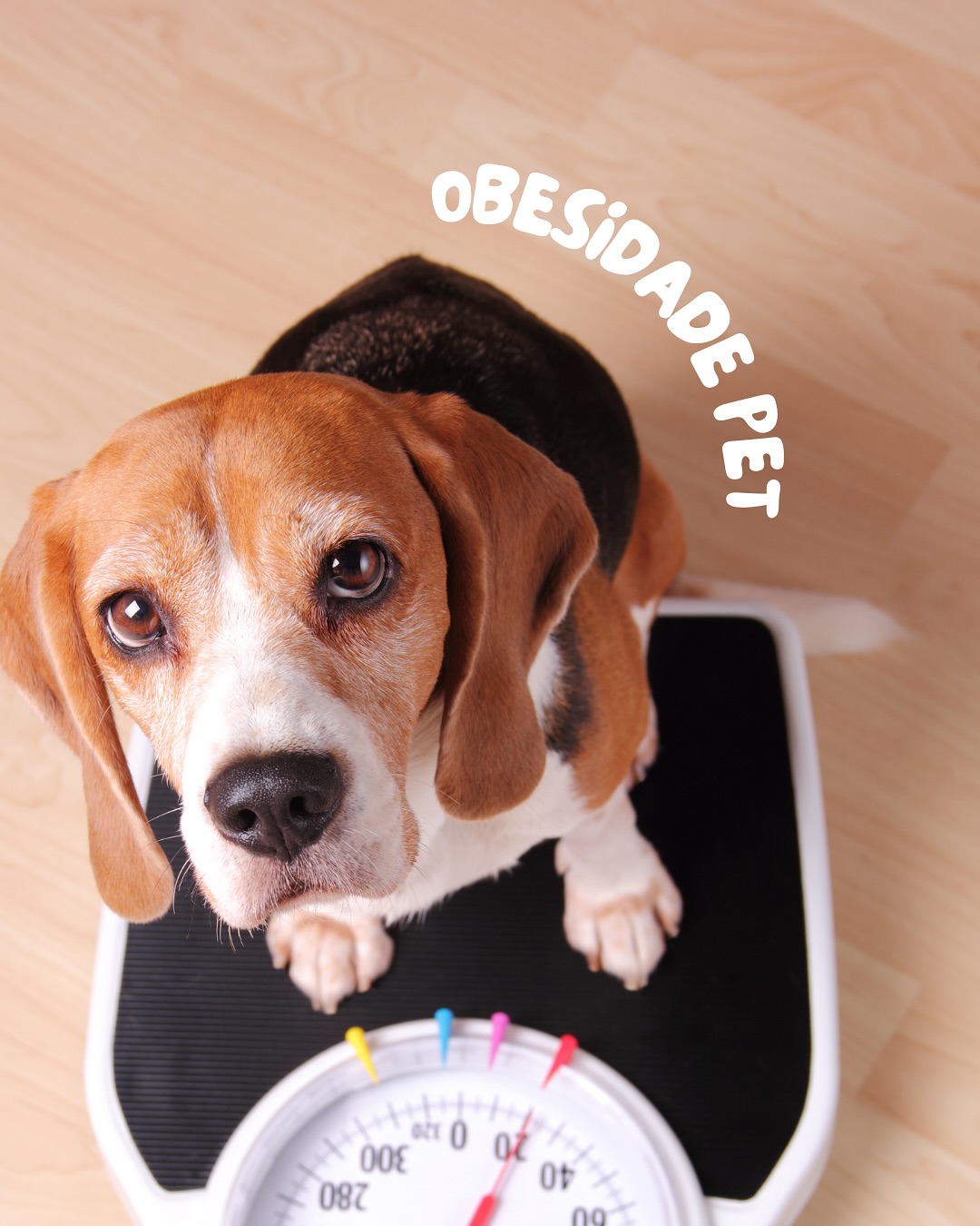 Obesidade em Cães: Um Perigo Silencioso 🐾
A obesidade é um dos problemas de saúde mais comuns em cães e pode trazer sérias consequências para a qualidade e a expectativa de vida deles. Assim como nos humanos, o excesso de peso afeta órgãos vitais e pode desencadear diversas doenças.
Por que a obesidade é perigosa?
Impacto na saúde geral:
O excesso de peso aumenta o risco de:
• Doenças articulares: Como artrite e problemas na coluna.
• Doenças cardíacas: O coração trabalha mais para bombear sangue para o corpo.
• Diabetes: A obesidade está diretamente relacionada ao desenvolvimento dessa
condição.
• Problemas respiratórios: O excesso de gordura dificulta a respiração, especialmente em raças braquicefálicas.
• Menor expectativa de vida: Cães obesos têm uma vida significativamente mais curta.
Causas comuns da obesidade em cães
🍖 Alimentação inadequada: Excesso de petiscos ou rações muito calóricas.
Falta de exercício: Sedentarismo é um dos principais fatores para o ganho de peso.
🩺 Condições médicas: Alterações hormonais, como hipotireoidismo, podem contribuir.
Falta de monitoramento: A ausência de controle sobre o peso do pet pode agravar o problema.
Arrasta para o lado e confira mais
A obesidade não é apenas estética; é uma questão de saúde. Cuidar do peso do seu cão é uma forma de garantir mais anos de qualidade e felicidade ao lado deles.