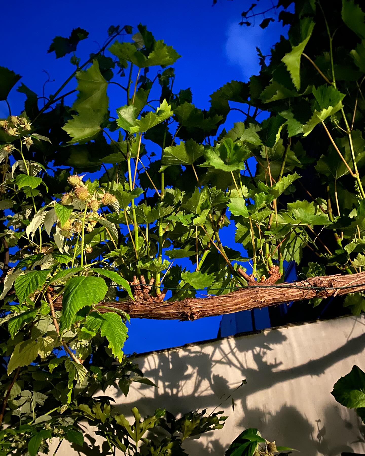 Urban vine 🍇 #london