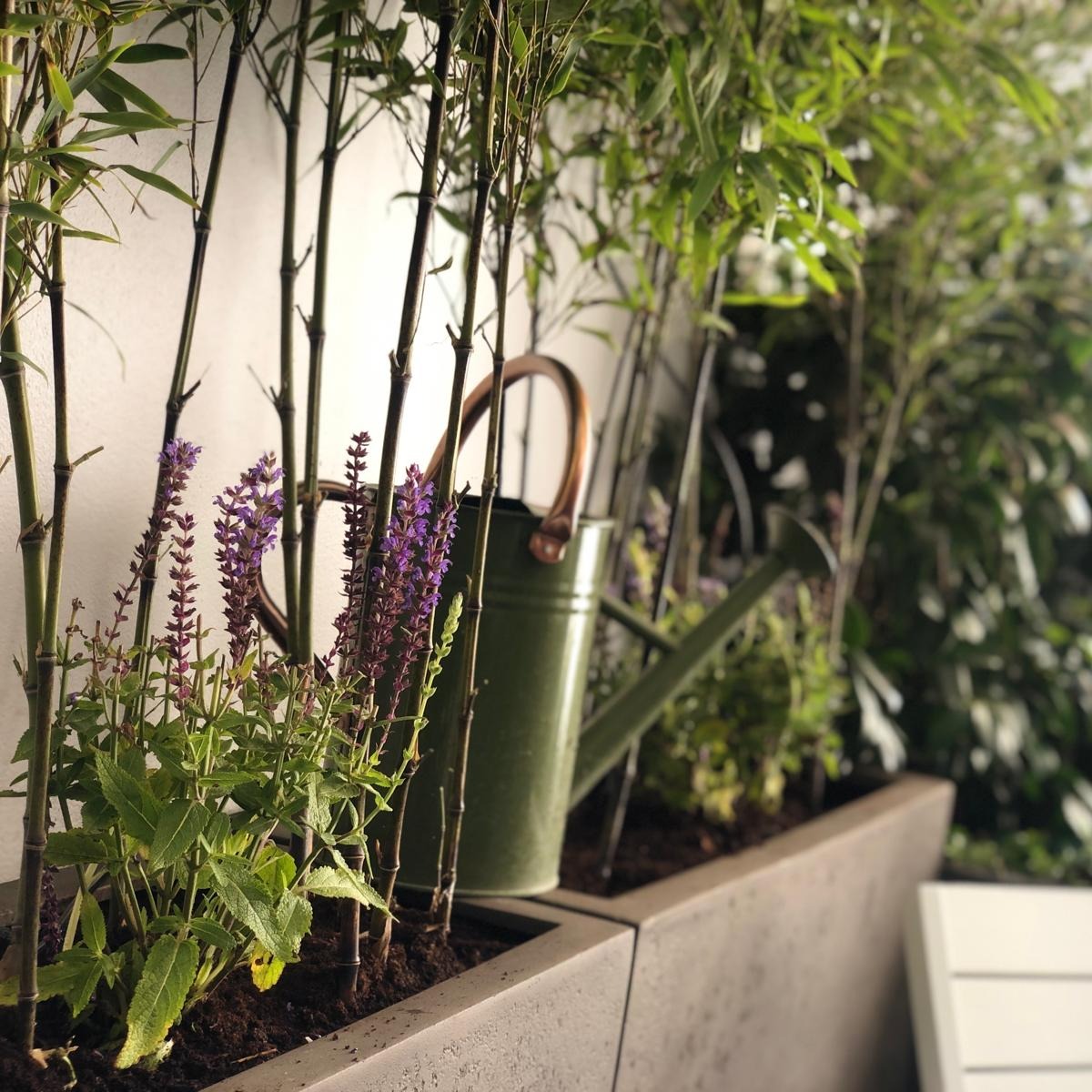 From concept to creation. Behold the embodiment of serenity and sophistication 🌿✨
This bespoke garden in SW7 seamlessly marries contemporary design with lush greenery, offering a tranquil escape in the heart of the city. The elevated planters provide structure and privacy, while the rich planting palette, including bamboo, palm, and seasonal florals, ensures texture and movement year-round.
A timeless layout enhanced by modern materials and graceful furnishings creates the perfect setting for refined outdoor living. Sip, unwind, and indulge in your private oasis. 🍃🪴
📩 Discover more at www.thechelsealandscapegardener.com
.
.
.
.
.
.
#ChelseaGardenDesign #LuxuryGardens #LondonLandscaping #TheChelseaLandscapeGardener #UrbanOasis #BespokeGardens #GardenTransformation #ElegantOutdoors #BritishGardenStyle #SW7Gardens #ModernGardenDesign #GardenGoals #london #chelsea #putney #clapham #claphamcommon #belgraviagardens #londongardens #putneygarden