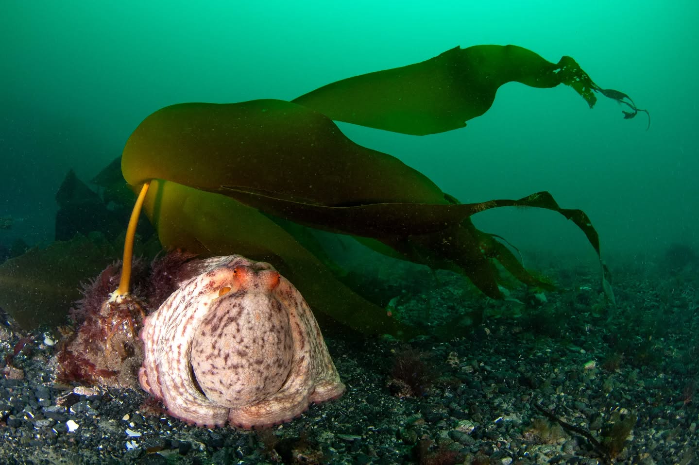 Still can't get over all the octopus. Back home in Devon now so time to try find some around here instead.
#diving #ukdiving #underwaterphoto #uwphoto #underwatershots #ukwildlife #marinelife #marine #padi #photo #photographer #paditv #nikon #nauticam #nauticamhousings #nikoncreators #ocean #octopus #wildlifephotography #wildlifeonearth #wideanglephotography #photography #underwaterphotographer #divinglife