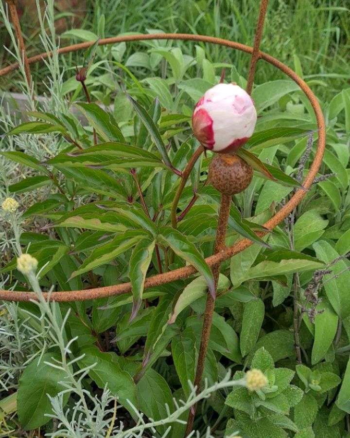 So far this year, it has been a fabulous start to the gardening calendar. We all deserve it after the cold, slug- infested swamp that was last year.
I am overjoyed that my peonies are flowering for the first time. What has been your favourite thing to grow?
These small peony cages are the perfect size for my 2 year old peony crowns, I think they will be suitable for at least another year, and then I will use them elsewhere. Because, even when my peonies outgrow them, I know the support will still be going strong.
#gardening
#gardeninspiration
#peonyseason
#steel