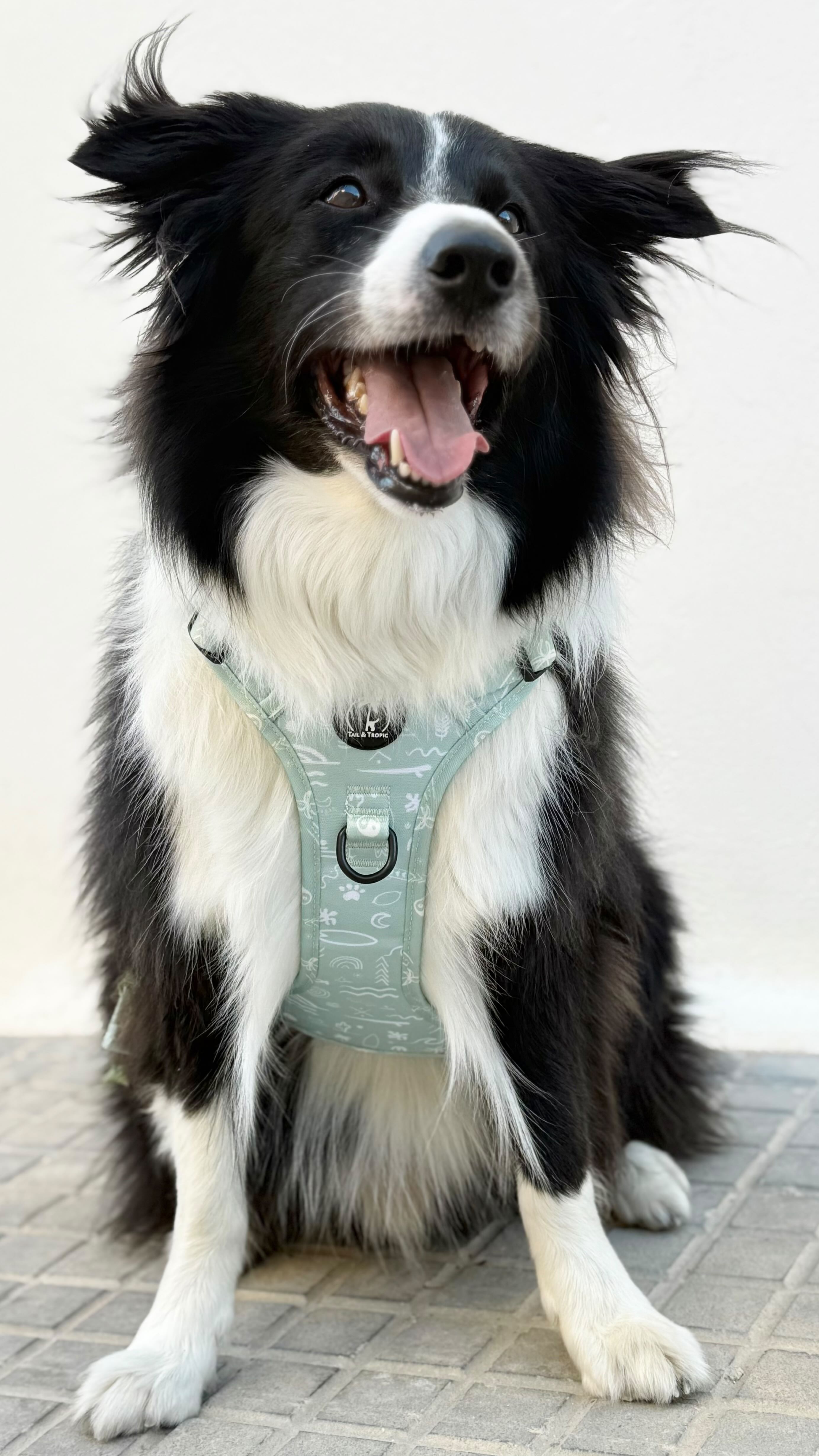 ¡Nuevo arnés de la colección AURA ! 🌊🏝️🩵
🩵 Se abre por completo – ideal para perros que no les gusta pasar el arnés por la cabeza
🩵 Clip de seguridad
🩵 Totalmente ajustable en cuello y cuerpo para un ajuste perfecto
🩵 Asa de agarre para mayor control
🩵 Estilo boho isleño, cómodo y con mucho rollo mediterráneo 🤟🌊
🐾 Balu lleva la talla L
🌴 Disponible en tallas XS a XL
📅 Disponible mañana a las 18:00h
#tailandtropic #perros #perritos #dogmum #arnesparaperros #arnesboho #accesoriosparaperros #accesorios #arnes #perritosfelices #dogdad #españa #diseño #mediterranean #mediteraneo #mallorca #isla #estiloboho
