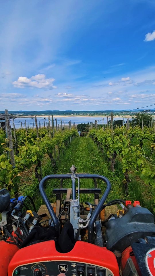 Gras mulchen in den Reben
Pflege für gesunde Weinberge! 🍇
Durch das Mulchen bleibt der Boden feucht, die Bodenlebewesen werden gefördert. Gleichzeitig wird das Gras unterdrückt so entsteht keine Konkurrenz für die Reben.
.
.
.
#grüningersrebbau #weinberg #winzer #wein #cararro #mulchen #sommer #untersee #ermatingen #weinbau #rebenpflege #unkrautregulierung #thurgau #nachhaltigelandwirtschaft #weinberg #handarbeit #rebstockpflege #rebenliebe #weinbauleben