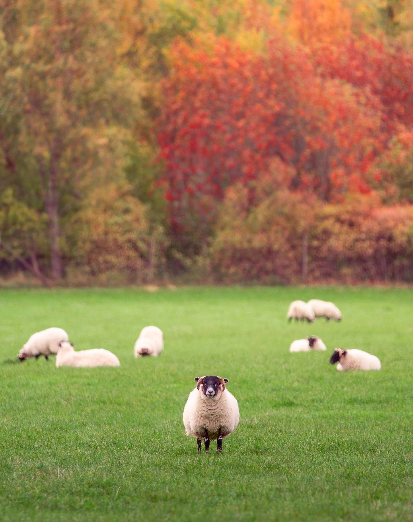 One sheep stands out. 🐑 And no offence, but it's always nice to get away from humans for a while. Baa.
#ScotlandNature #AutumnVibes #SheepOfInstagram #ScotlandThroughMyLens #RuralScenes #VisitScotland #NatureLovers #ThisIsScotland #CountrysidePhotography #EarthFocus #MoodyTones #FarmLife #WanderScotland #NaturePerfection #AutumnInScotland #DiscoverEarth #ScottishCountryside #WildlifePhotography #OurPlanetDaily #LandscapePhotography #SheepLife #ScenicScotland #FarmingLife #GlobalDaily #RuralExploration #NatureBrilliance #VisualsofEarth #TravelPhotography #AutumnMood #Blairgowrie