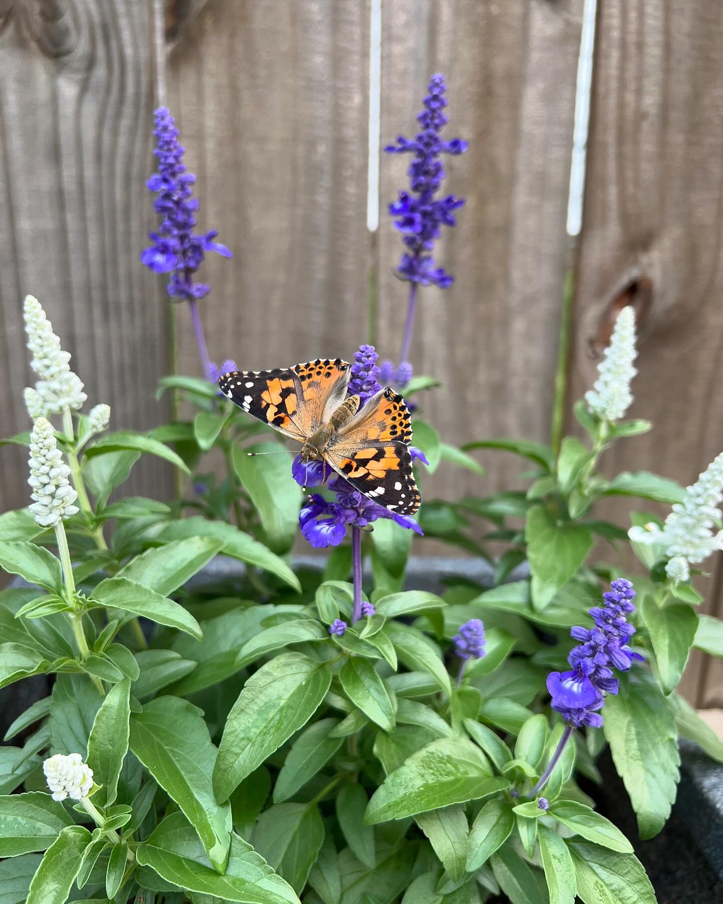 Raised a few Painted Lady butterflies and set them free in our pollinator garden yesterday ✨
🦋 @insectlore
🌸 @homedepot
