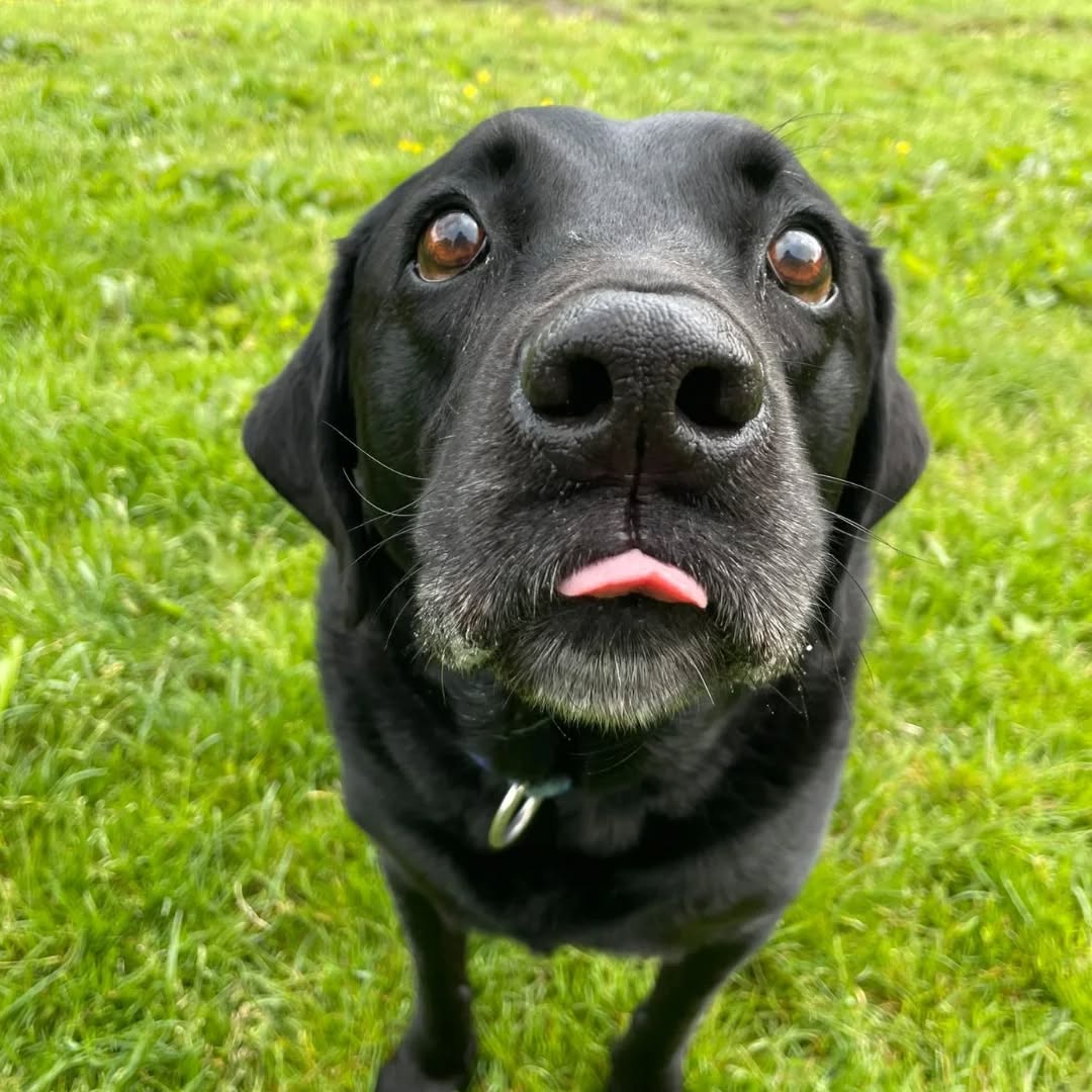 Have you ever seen a more adorable #tongueouttuesday 👅🐶