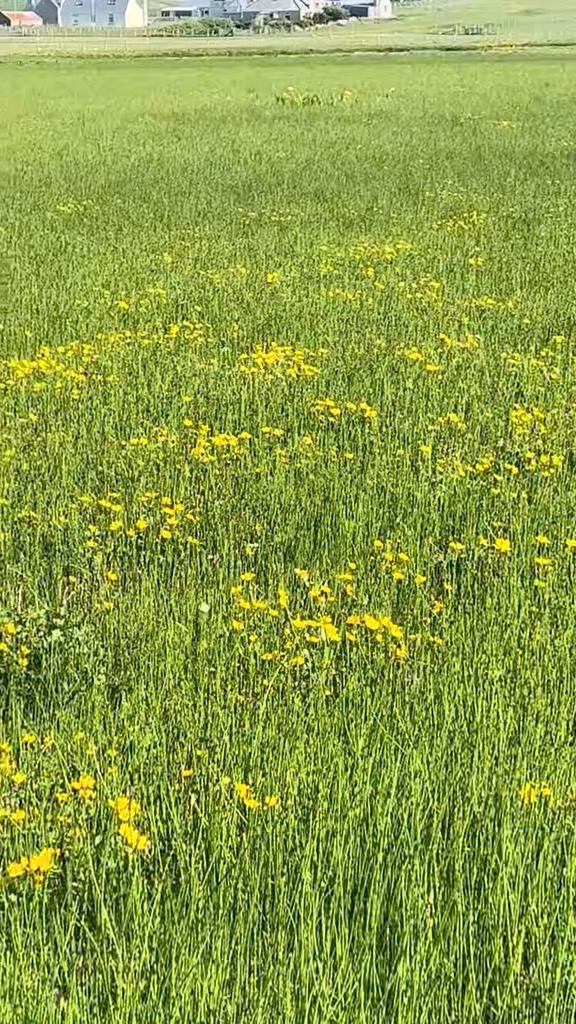 Welcome to North Lewis ๐ฟ๐
Looking for your next escape? Discover the wild beauty, rich culture, and warm Hebridean welcome of North Lewis! ๐โจ
Whether you're into coastal walks, ancient history, or local crafts, there's something here for every visitor.
Stay tuned - we're sharing our top must-dos this summer!
#VisitNorthLewis #OuterHebrides #ScotlandTravel #HiddenGems #IslandEscape #WesternIsles #ExploreScotland #VisitScotland