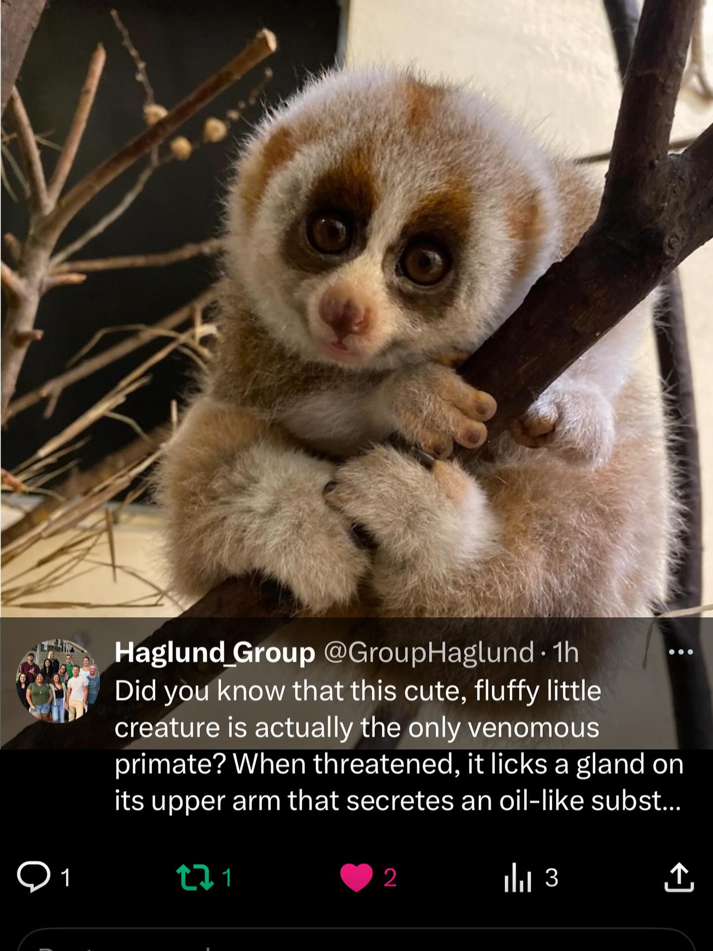 The slow loris looks cute, adorable, and fluffy, but don’t be fooled! 😊 It’s the only primate that is venomous! 😧 Their bite can cause severe allergic reactions! 🤕 When they feel threatened, they will lick an oil-like substance from a sweat gland in their upper arm, which mixes with their saliva to create a venomous solution. ☣️
Reference:
https://www.worldwildlife.org/magazine/issues/spring-2025/articles/meet-the-slow-loris-a-cute-primate-with-a-toxic-bite
.
.
.
#primate #venemous #funfacts #funfactfriday #funfact #scientificfacts #hawaii #universityofhawaiiatmanoa #uhm #universityofhawaiia #uh #science #DNA #chromosomes #researchgroup #haglundgroup #drhaglund