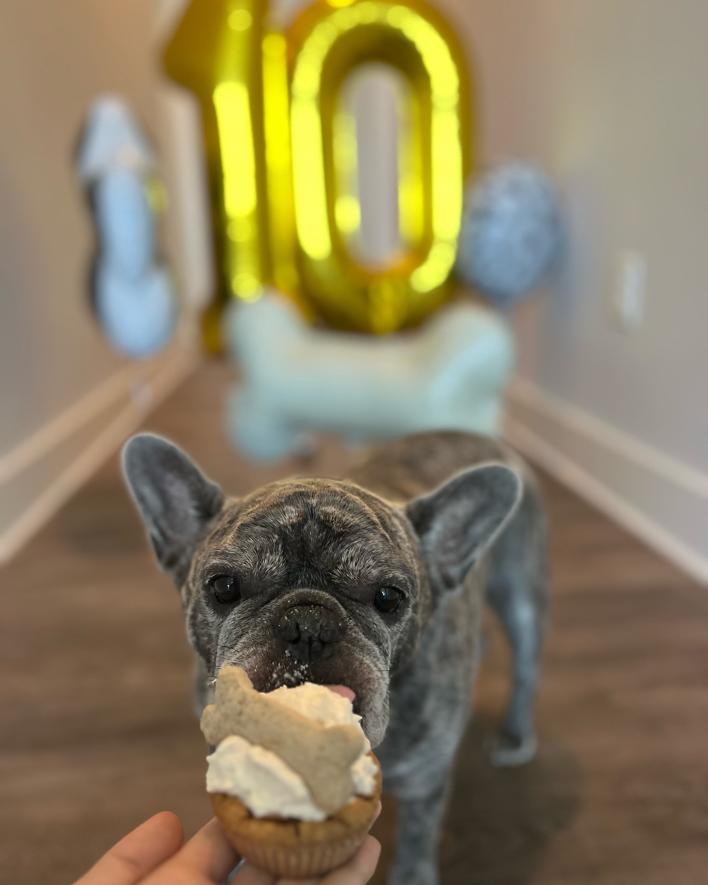 Happy Happy Birthday Murphy 🎂
Unser kleiner Bär hat heute Geburtstag 🎈
—————————————————————
www.murphysbox.de
—————————————————————
⠀⠀⠀⠀⠀⠀⠀⠀⠀⠀⠀⠀⠀⠀⠀⠀⠀
#happybirthday #birthday #allesliebe #10thbirthday #love #hundeliebe #pawsome #hundeglück #hundegeschenk #doglover #dogsofinstagram #hundefotografie #hundemama #hundemensch #dogstore #organic #nurdasbeste #dogs #ilovemydog