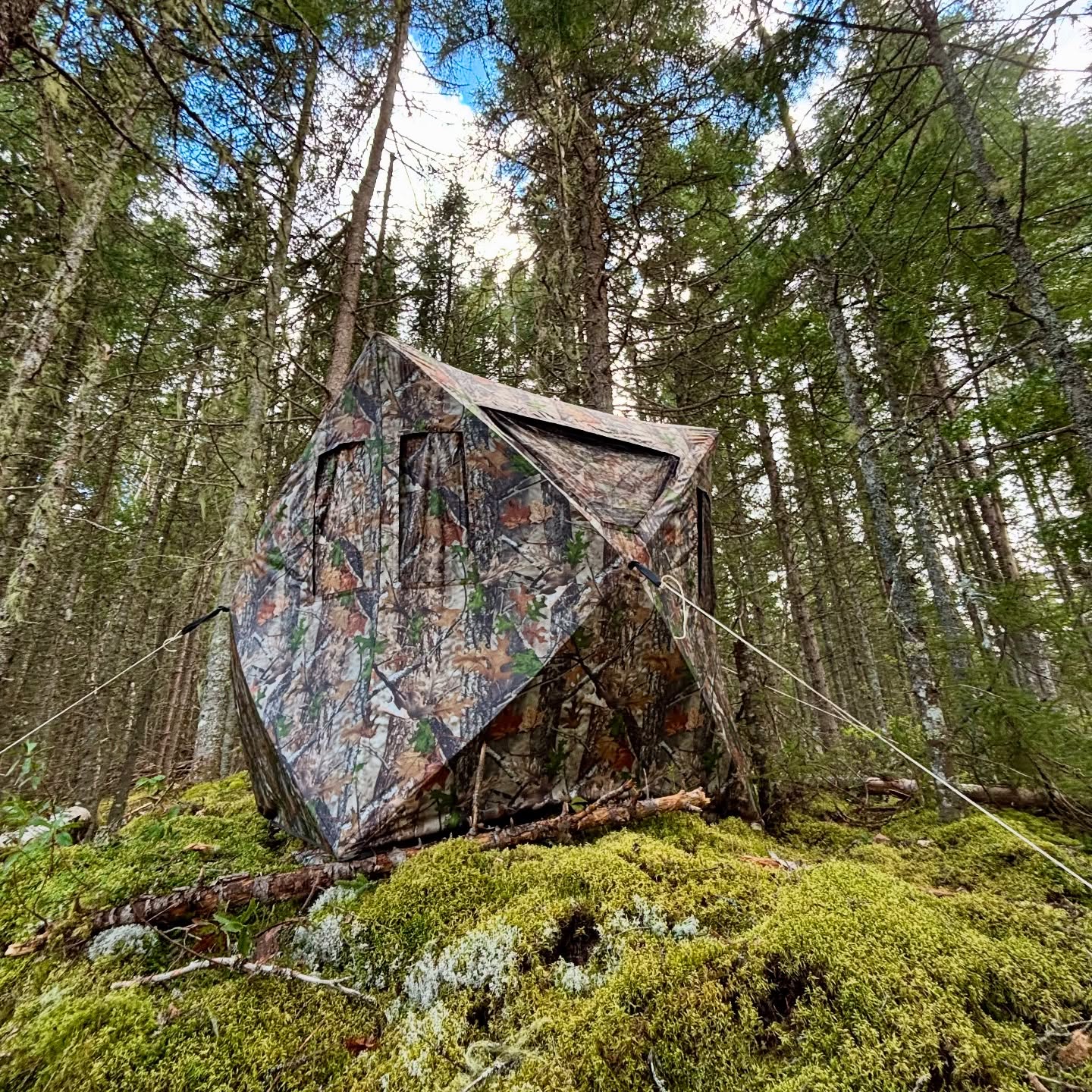 Bear Setup!!!
Altan Ground Blind