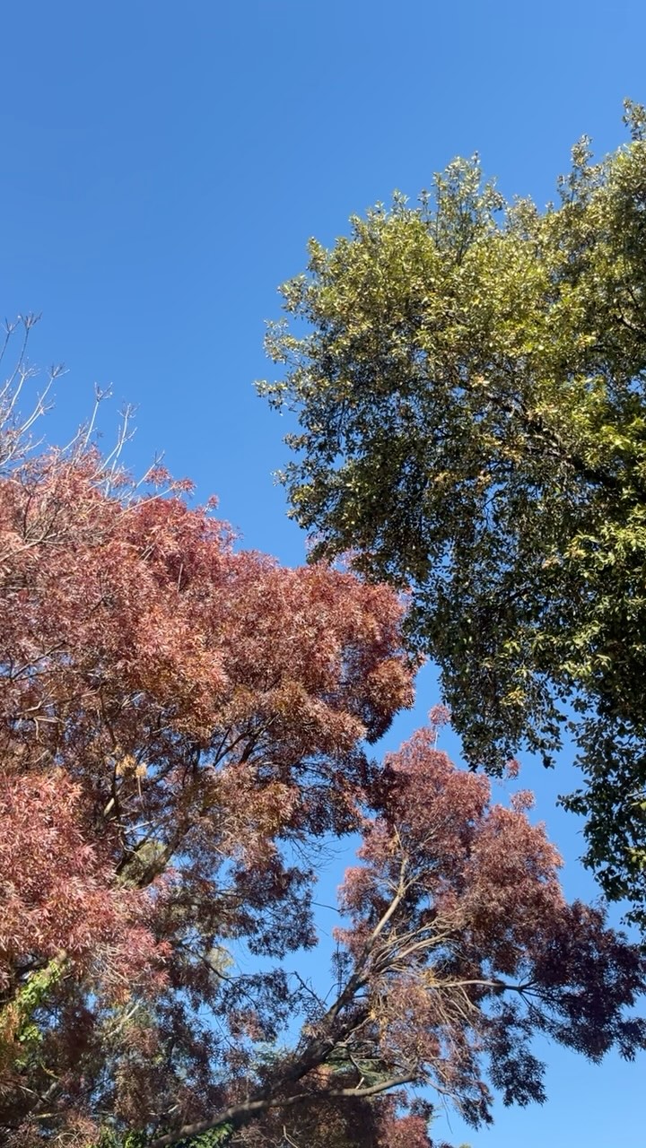 Where can you channel you energy, your attention, focus and compassion to better support the life you want to lead? ✨💭 #counselling #waggawellness #growthmindset #valuesmatter #onlinecounselling