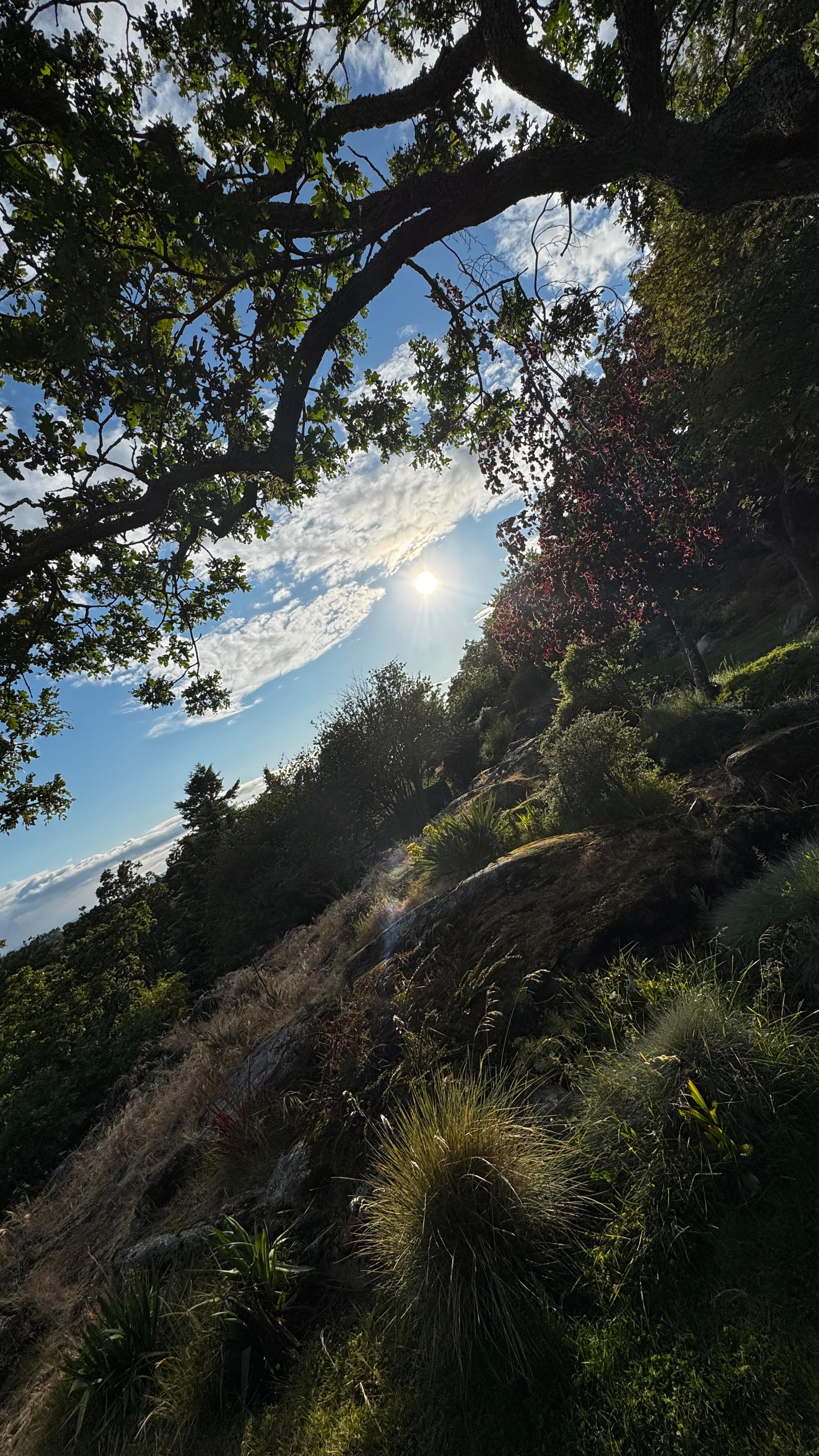 Been dating the divine on the daily ~ every moment a gift to sweetly embrace the pearls that emerge when we soften into presence and occupy these bodies, channeling the rainbow spectrum of experience that marinates the soul.
Embracing. The chaos, the grace, the mystery…
Remembering I am in relation to every aspect I can possibly perceive beyond me, an invitation to meet God with authenticity.
And as I cherish this embrace, I myself receive the gifts of life that pour sweet nectar right through me.
Devotion in presence.
Presence in devotion.
Magical relation.
Ayni in play.
Play in ayni.
Excited to share some a lil something embodied with you folks this summer that are ready to occupy the body with more pleasure, presence & play 🪷
Are you ready?
#run
#forest
#embrace
#wildheart
#devotion
#soulful