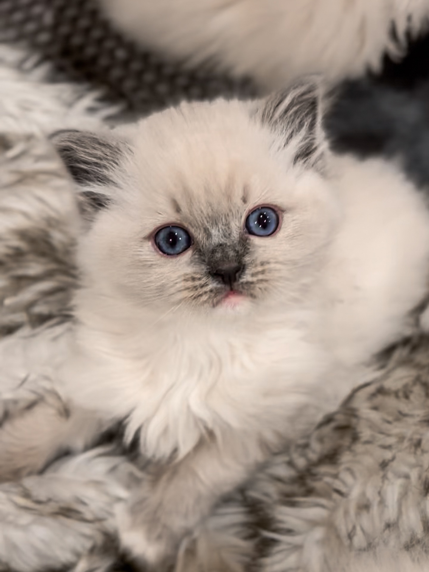 Big day for our little floofs! ✨
Today was vaccination and microchip day for the whole gang and they all did amazing! 💉🐾 Everyone is healthy, thriving, and gaining weight like champs. So proud of our brave little snuggle squad 🩷
www.purrsace.com
Purrsace Ragdolls
GCCFV registered breeder
Source# RB10973
#ragdollsofinstagram #ragdollbreeder #catsofmelbourne #catsofinstagram #catsofaustralia #ragdollsofaustralia #ragdollsofmelbourne #ragdollcat #catloversworld #kittenstagram #catofday #catsdoingthings #dogsandcats #catphotography