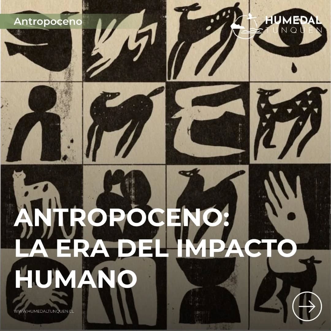 Vivimos en el Antropoceno: una era marcada por el impacto humano sobre la Tierra.
Cada especie que se extingue no es solo una pérdida biológica.
Como dice Thom van Dooren, es la ruptura de un vínculo, de una historia compartida con el mundo.
Proteger el Humedal Tunquén no es solo conservar biodiversidad.
Es resistir el olvido. Es cuidar lo que somos.
Ph: Pinterest
#Antropoceno #HumedalTunquén #Conservación #ThomVanDooren #Extinción #Naturaleza #Biodiversidad