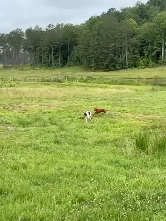 Few from this week: Holiday Fun Run/Swims, Manners, Clinics, Results.
.
.
.
#schillingsgundogs #schillingsgundogstraining #sgdtraining
#uplanddogtraining #uplanddogtrainer
#gundogtraining #gundog #birddogtraining #birddog #retriever #retrievertraining
#obediencetraining #schillingsgundogsobedience #sgdobedience
#dogboarding #schillingsgundogsboarding #sgdboarding