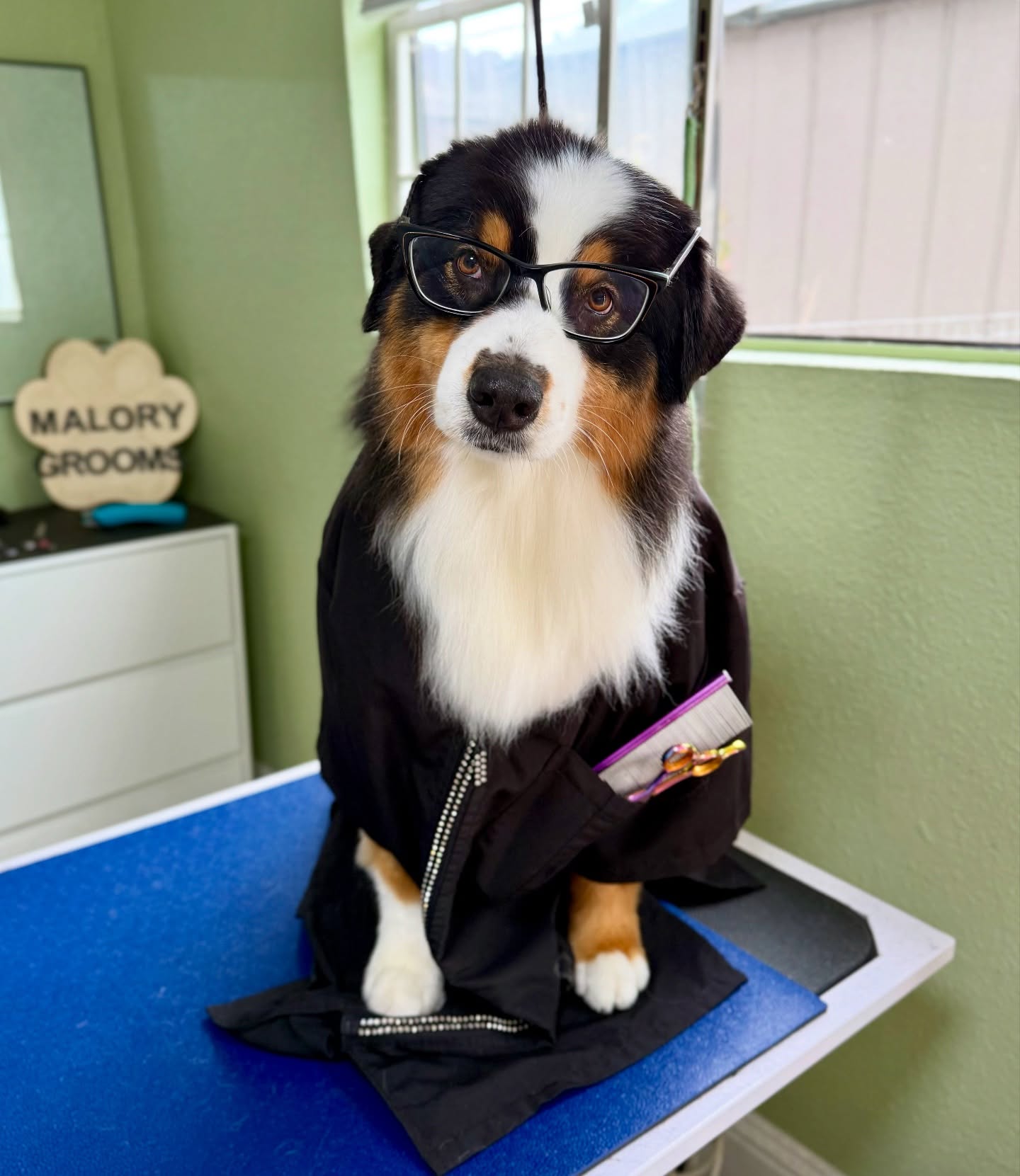 Introducing the new hires at MG studio:
Blinky: Stylist in training 🚧✂️
Drifter: Store Greeter/Security 👋
Yippy: Cleaning (As the mom, she’s use to it..) 🧼
Faith: Customer Service Star 🌟
Be sure to leave your treats and balls or they will be confiscated unfortunately 🤷🏼♀️ Rules are rules… woof! 🐾
#aussies #austrailianshepherd #dogsofinstagram #funny #cute #doggroomerlife #smile