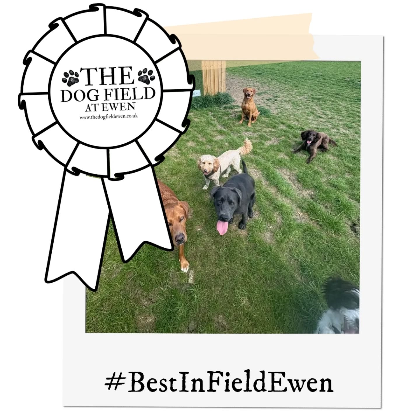 Congratulations to Monty's Muddy Paws! They are May's #BestinFieldEwen winner!
Impressively getting 5 and a half dogs in the shot 👏👏
Keep entering to increase your chances of being June's Best in Field Champion!
We secretly also just want to see pictures of all your lovely doggo's ❤️
#DogFieldEwen #DogFriendlyCotswolds #BestinFieldEwen #dogwalking #dogfield
