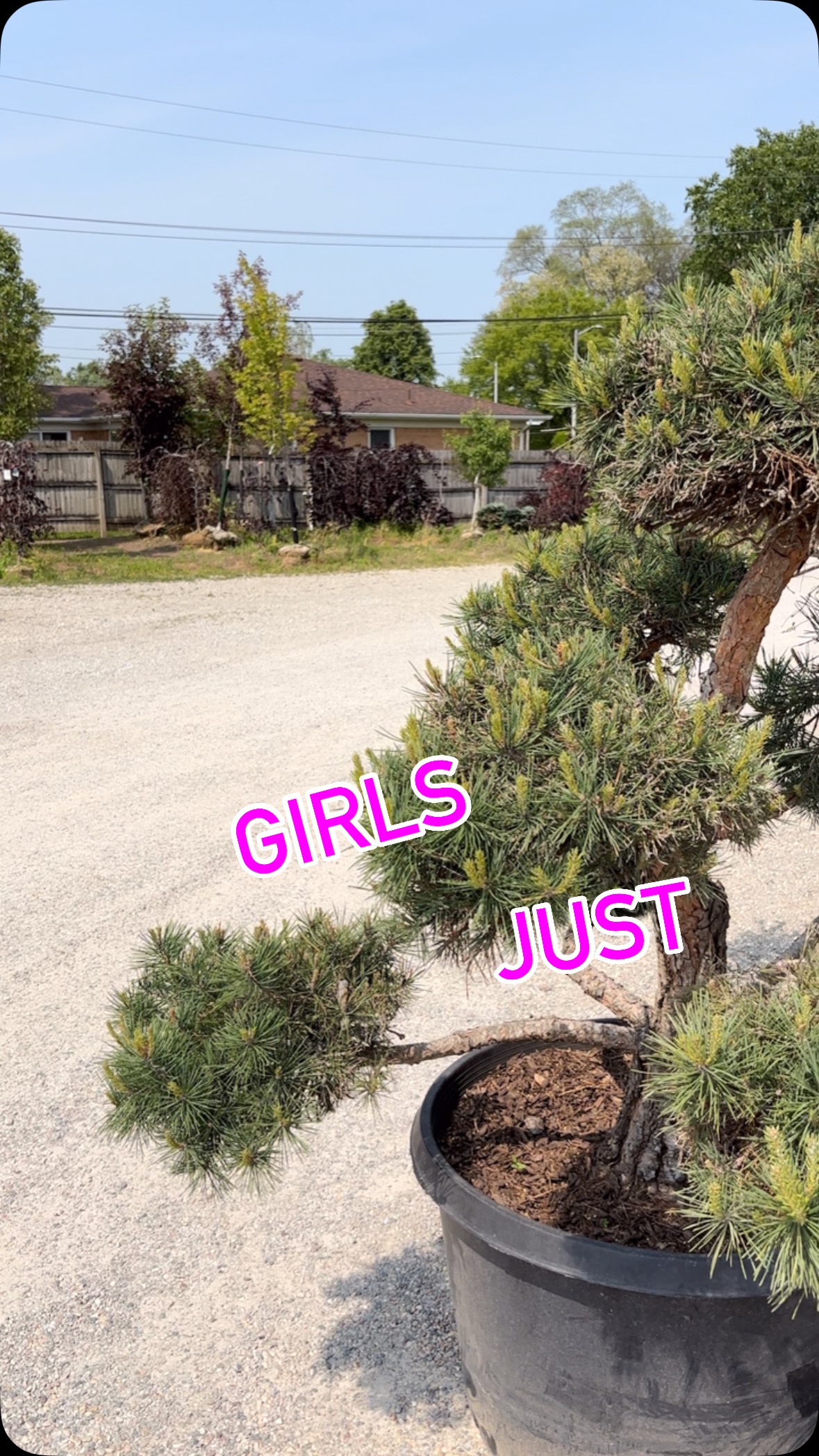Instagram Caption 🌿
✨ YARD SHOWSTOPPERS IN TAYLOR, MI ✨
We’re OBSESSED with these Pom Pom Pines + Junipers — sculpted, elegant, and full of character. These mature trees won’t get taller, just fuller — and yes, we can trim them for you! 😍✂️
Pair them with Ivory Halo Dogwoods 🌿 for color + contrast:
🔹 Smaller (24–30”) = neat + compact
🔹 Larger (3–4’) = bold + beautiful
And in winter? Those red twigs POP! ❤️🌨️
📍Located right here in Taylor, MI
👩🌾 Family-owned. Personal service. Big landscape dreams.
🌱 Continue learning + growing with Shayna!
#TaylorMI #PomPomPines #IvoryHaloDogwood #UniqueYardStyle #MichiganLandscaping #MassabAcres #DogwoodSeason #YardUpgrade #RedTwigMagic #GardenGlowUp #FamilyRunNursery #TrimmedToPerfection #LandscapingLove #LandscapeAccentPieces #NurseryFinds #FourSeasonGarden #learnwithshayna @monroviaplants #girlsjustwannahavefun @cyndilauper