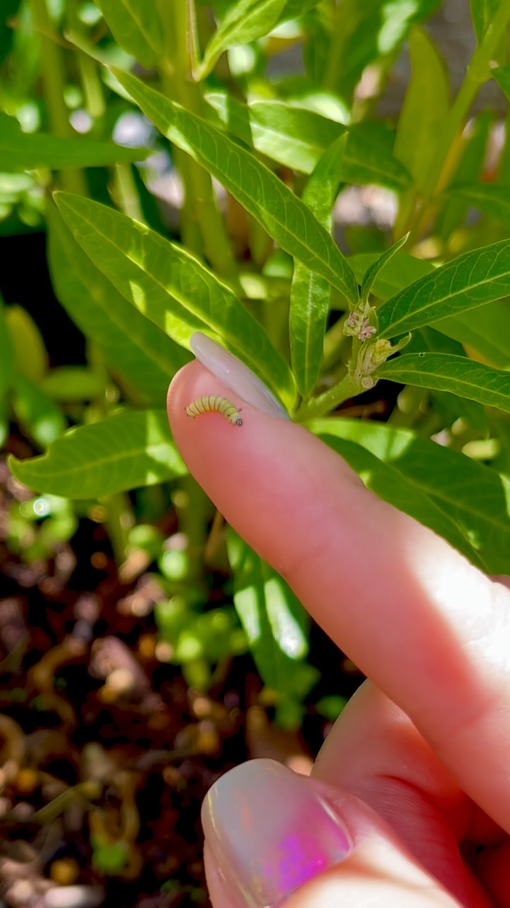 What began as a backyard enclosure has grown into a blooming vision: to reconnect people with the wonder of life through pollinators, plants, and purposeful beauty. Each kit, post, and petal is crafted with care â an invitation to slow down, grow something meaningful, and feel the magic again.
#blackborg #butterflysanctuary #pollinatorgarden #paintedladybutterfly #butterflylifecycle #butterflykits #naturelovers #butterflyrelease #handsonlearning #butterflyfacts