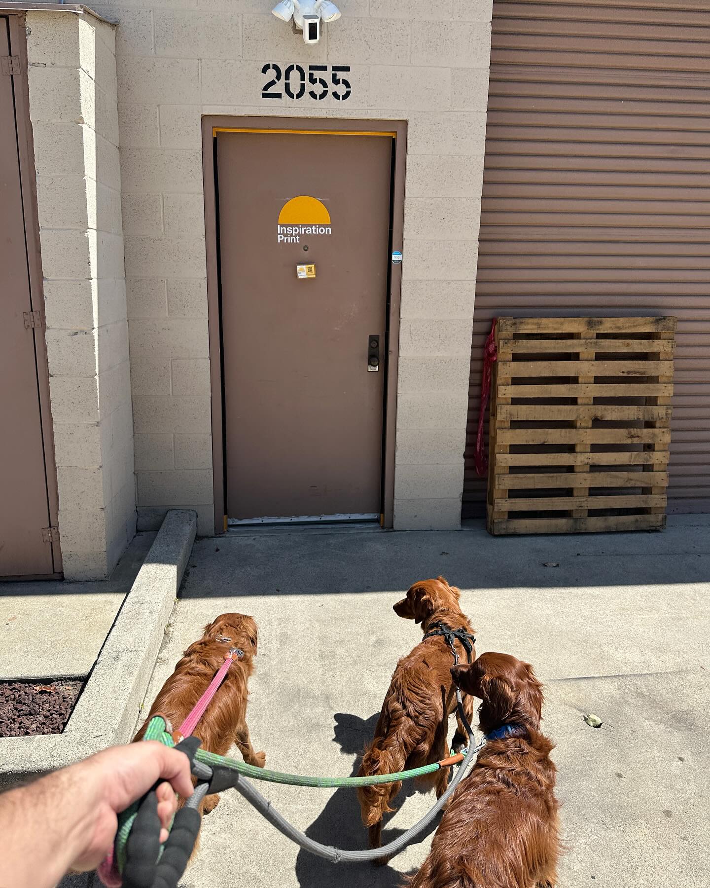 My 3 helpers for the day 😀❤️ #shopdogs #shopdog #straighthairedgoldendoodle #screenprinting