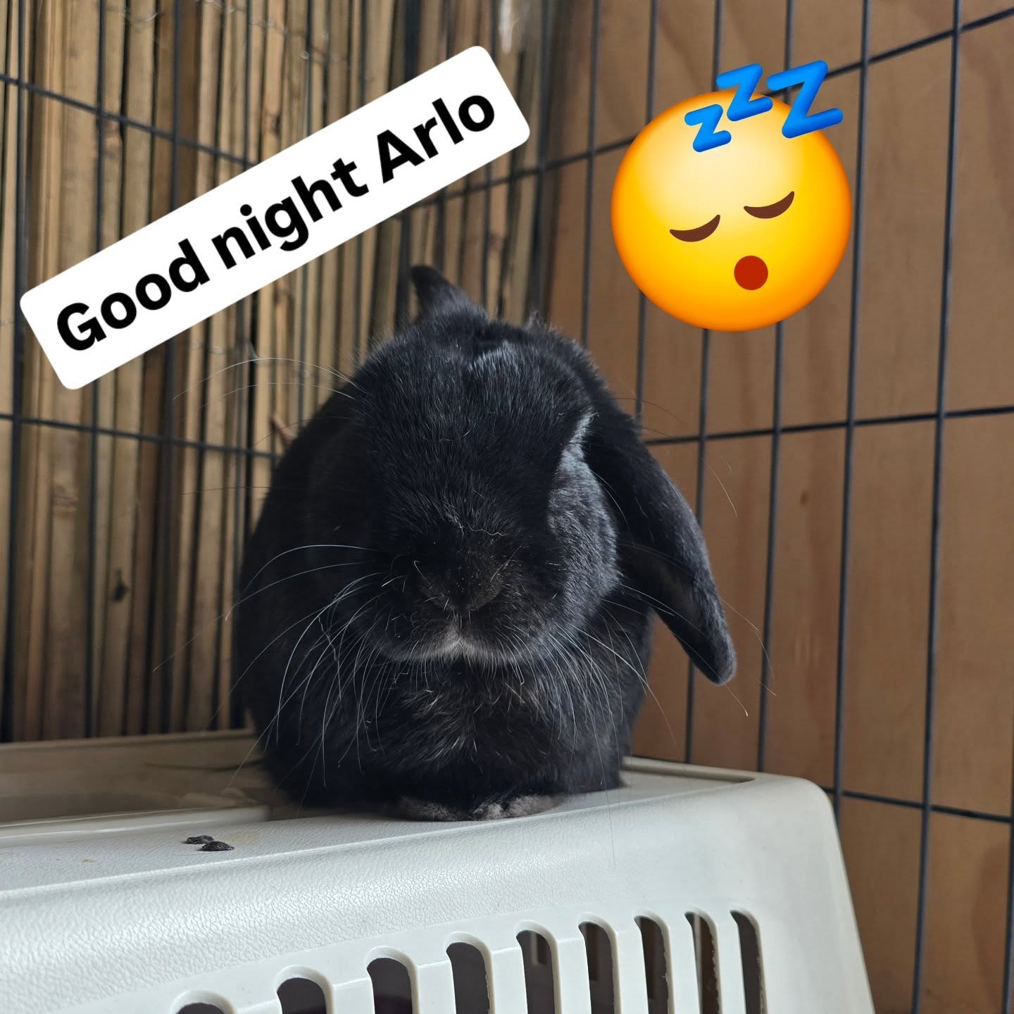 Good night sweet love!! You love to sleep on the top of your carrier, sooo cute
Loving the bunny hotel #thecoolbunnysitters
#bunnysitting #petsitting ##bunnylovers #rabbit #bunny #petcare #petcareservices #petcareservicesdc