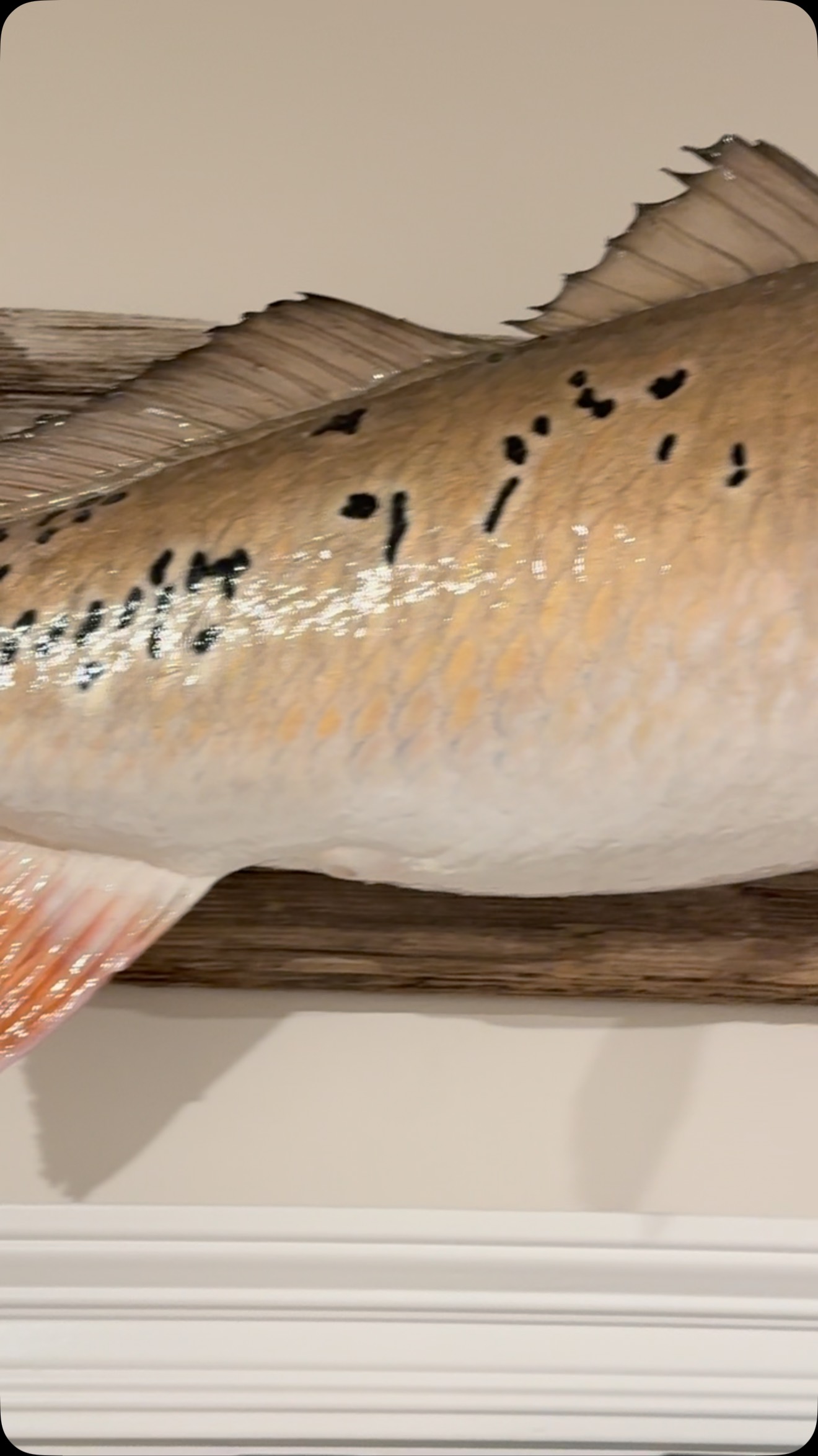 Extra spotted redfish