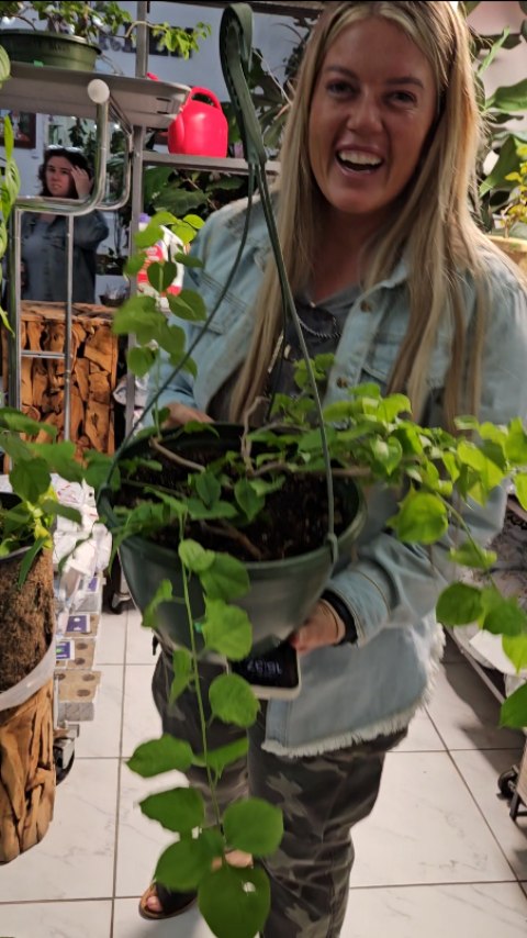 🚨 We’re NOT joking — all the good stuff is flying out the door! 🚨
This Chicago Bloom liquidation sale is the real deal. The lush houseplants, the designer planters, the rare finds you swore you’d "get next time"... yeah, they’re going fast.
Everything must go — and if you wait, you will miss out. Tag your plant shopping bestie and make a dash to the shop while you still can! 🌿💨
First come, first green-thumbed served!
#PlantSale #ChicagoBloom #LiquidationSale #PlantAddict #IndoorJungle #HouseplantClub #PlantLoversUnite #EverythingMustGo #PlantTherapy #GreenLiving #UrbanJungle #BotanicalVibes #LeafItToMe #PlanteriorDesign #GardenGoals #PlantParents #RarePlants #SucculentLove #FoliageFinds #ShopLocal #tubloom