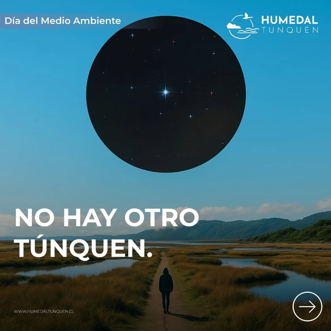 Este 5 de junio, en el Día del Medio Ambiente, recordamos que protegerlo no es un favor: es una urgencia.
#TunquénSeProtege #DíaDelMedioAmbiente #HumedalTunquén #ActúaPorLaNaturaleza