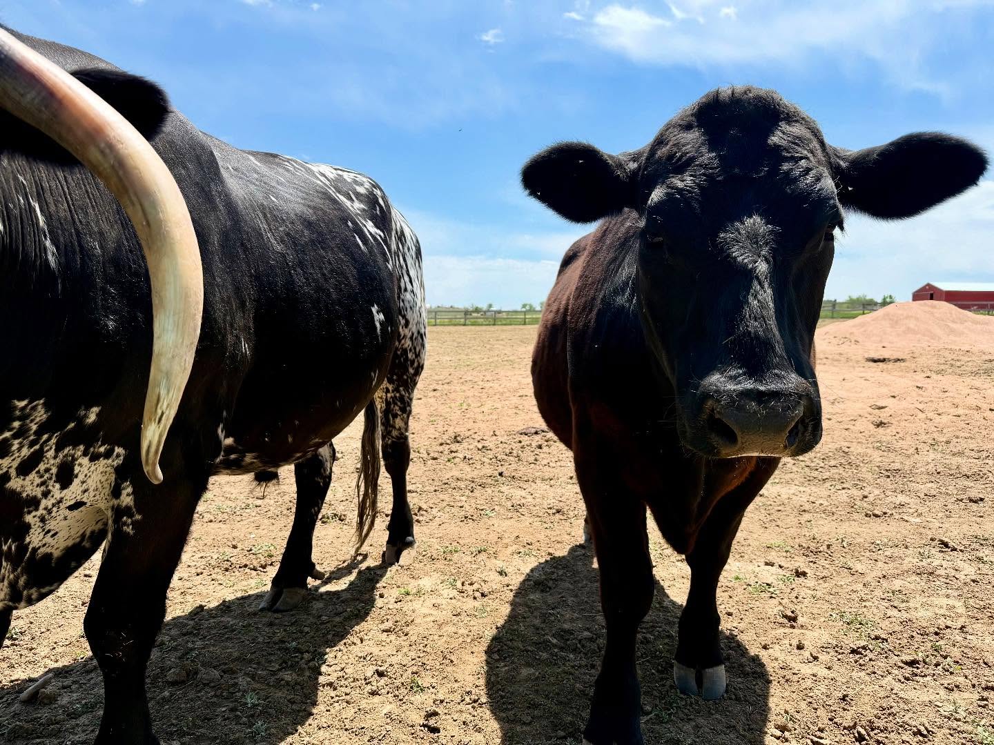 🐮Spending time with Lucky and Barnaby is an absolute delight. These two came to @luvinarms years apart and are now learning the art of companionship.
📚Interestingly enough, a local librarian told me how the community rallied to save Lucky from a certain fate and was thrilled to see photos of him living a beautiful life in sanctuary. Making friends, playing in the sunshine, being himself.
💜 You can see their stories on the Luvin’ Arms website or see these two in person if you’re passing through Colorado.
⏳Later this year, I may be moving my ‘What If We Saw Them’ project to my website! Stay tuned.