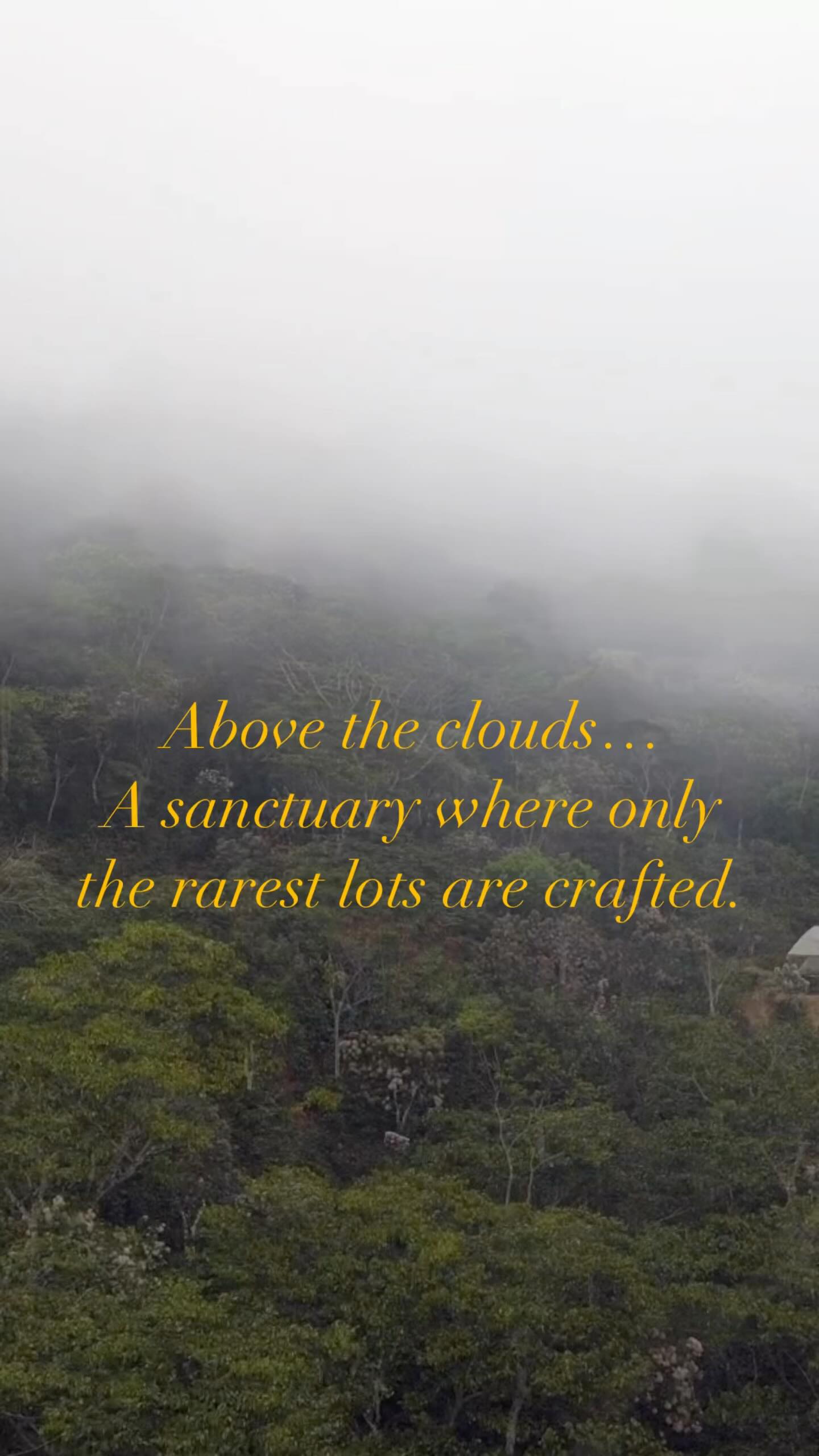 High in the mist, something extraordinary has been quietly taking shape.
After months of meticulous crafting, we’re ready to unveil a rare collection of nanolots — the finest expression of our estate.
This is El Gigante’s Vault.
Opening this week.
#ElGigantesVault #RareCoffees #LuxuryCoffee #SpecialtyCoffee #DirectTrade