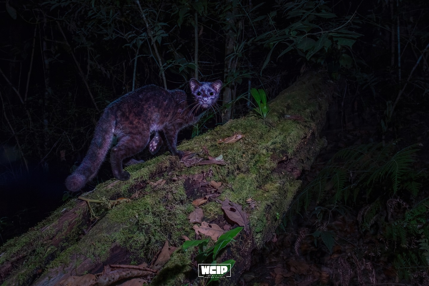 A rare shadow of the cloud forest, this melanistic oncilla (Leopardus pardinoides) moves like a whisper across a moss-covered log in the Talamanca mountains. Seldom seen and scarcely documented, its dark coat is a genetic twist that helps it blend into the misty undergrowth of its highland home. Every glimpse like this is a reminder of the mystery and fragility, of these elusive cats and the montane habitats they depend on.
Taken by founder @benjaminlwild in 2022 🐈⬛
#WildCatImaging #WildCatProject #WildCatConservation #WildCatPhotography #BigCatConservation #SaveTheWildCats #WildlifePhotography #WildCatsOfInstagram #WildlifeImaging #CatConservation #WildlifeProtection #NatureLovers #ConservationPhotography #EndangeredSpecies #WildlifeConservation #SaveOurWildlife #ProtectOurPlanet #NaturePhotography #WildlifePlanet #PlanetEarth #InstaWildlife #NatureLoversOfInstagram #WildlifeShots #AnimalsOfInstagram #ExploreTheWild #WildlifeProtection #CatsOfInstagram #AnimalLovers #ExploreWildlife #NatureAddicts
