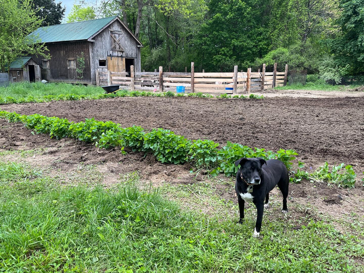 Since we farm on only 2 acres we have to be smart about how we utilize our space. This was a huge project that we’ve been talking about doing for a while now! Jimbo made it happen! AND he got it done just in time planting season AND before hay season!
It has totally transformed the property!
Jimbo rebuilt the animal’s paddock and shifted it to an area of the property that was pretty much dead space. We couldn’t use it for much BUT it’s the perfect spot for the animals! Plenty of trees and shade AND so much room for activities! They seem pretty happy about the move :) Plus the old paddock fencing was on its last leg 😂 it did its job for 13 years.
Once the animals were moved that left us with a perfect spot to expand the main garden!
It’s been a transformative and productive spring!
Now I just have to finish planting 🙃😊