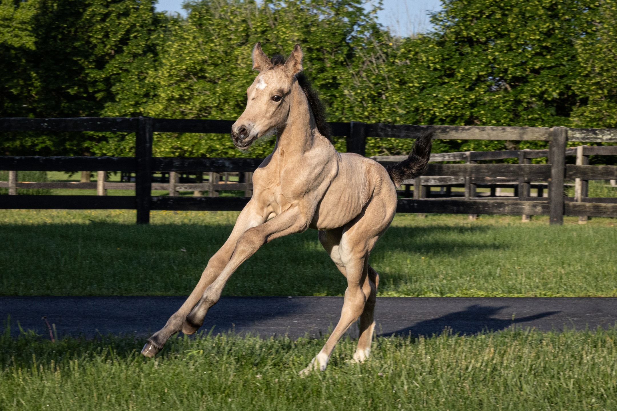 Apollonia QC, 2025 Quillane Accolade x Rosentanz x Fürst Heinrich filly
#quanticosporthorses #equine #horses #horsesofinstagram #breedingwithapurpose #breedingforthefuture #dressage #dressagehorse #quillaneaccolade #quillanewelsh #rosentanz #furstheinrich #americanhanoverianridingpony #hanoverianridingpony #ridingpony #dilute #perlino #buckskin #pony #ponies #foalsofinstagram #2025foals