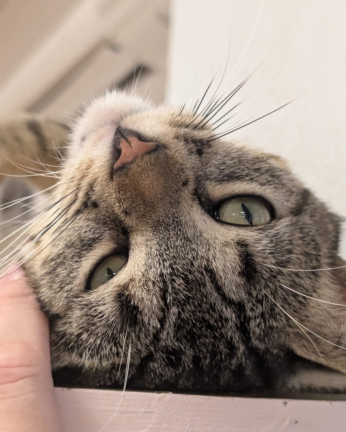 When we first moved to Málaga we discovered a lovely place: Paws for a Moment Cat Café and Co-Working.
We knew Málaga was temporary since I'd received a Fulbright grant, but we really missed our furbabies in San Diego, who are being loved and well cared for while we are gone, but we miss them nonetheless.
Stumbling into Paws, we knew this would be a comfy place to help Málaga feel more like home. We didn't know what the transition to Málaga would be like, but finding places like Paws was amazing and so needed.
As the grant has come to an end and we need to return back to the United States, we visited one more time today to say bye to our kitty friends. We've visited so often I think they started recognizing us, and we certainly know them each by name.
It's bittersweet to leave, returning back to our loved ones, but we cannot thank @pawsmalaga enough for having this space where we laughed, snuggled with kitties, painted mugs in, and where we shared a cold beverage with each other. We'll forever be grateful for this amazing place and if and when we return to Málaga some day, hope to see the kitties again then.