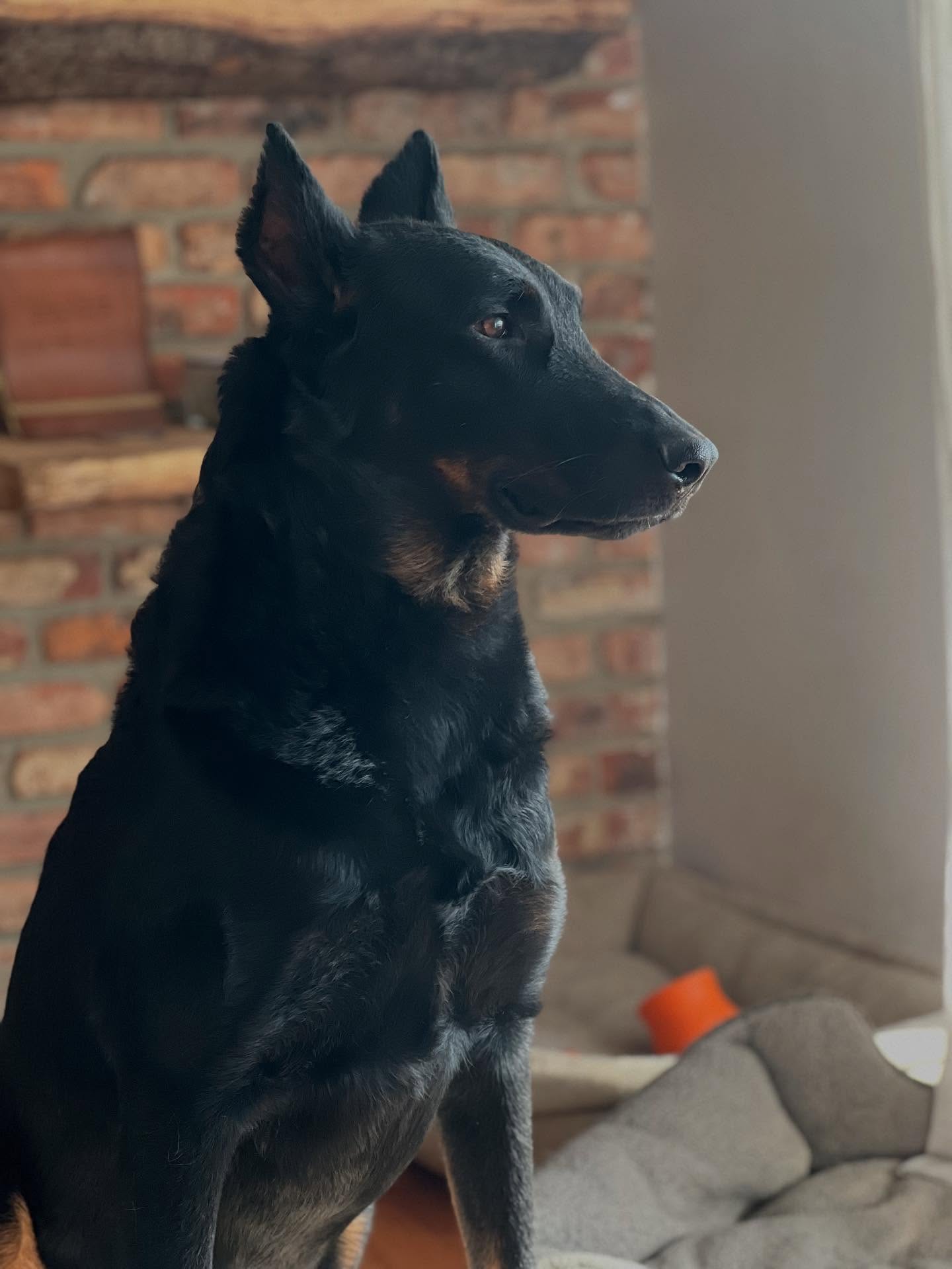 5 looks good on you buddy ❤️
Happy Birthday Rowan 🎉
#beauceron #workingbeauceron