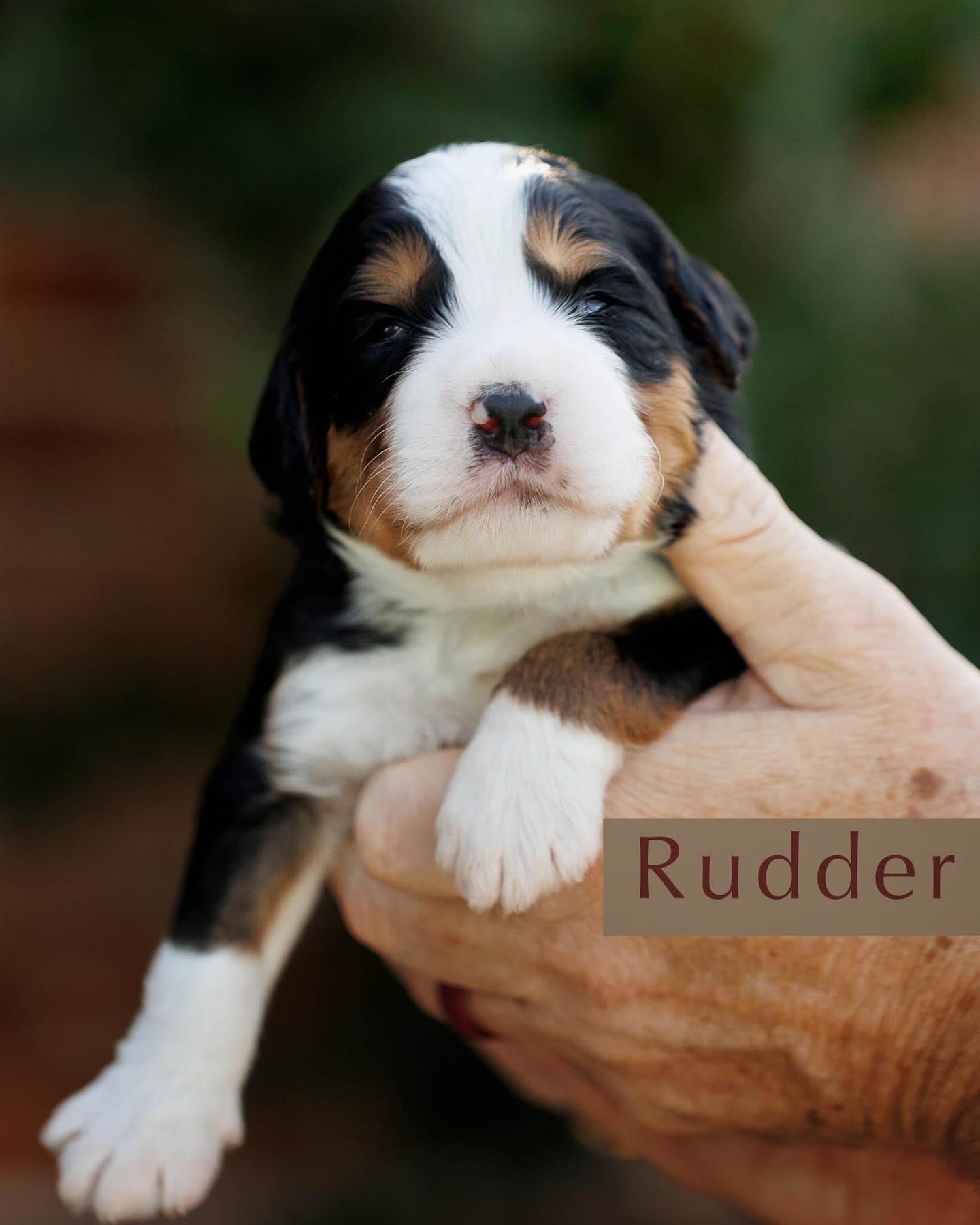 Our precious Bernedoodle babies are officially 2 weeks old and cuter than ever! 😍 Their tiny eyes are wide open, they’re starting to find their voices (some are even testing out little howls ), and they’re getting so good at wobbling around as they learn to walk. It’s the sweetest thing to watch!
Remi is absolutely rocking it as a mama. She is so gentle, nurturing, and totally devoted to her pups. 💛
We just did their little headshots today, and I can’t wait for you to meet each one! Which one is tugging at your heartstrings?. 💕
#TexasHowdyDoodles #BernedoodleBabies #2WeeksOld #PuppyLove #FutureBestFriends